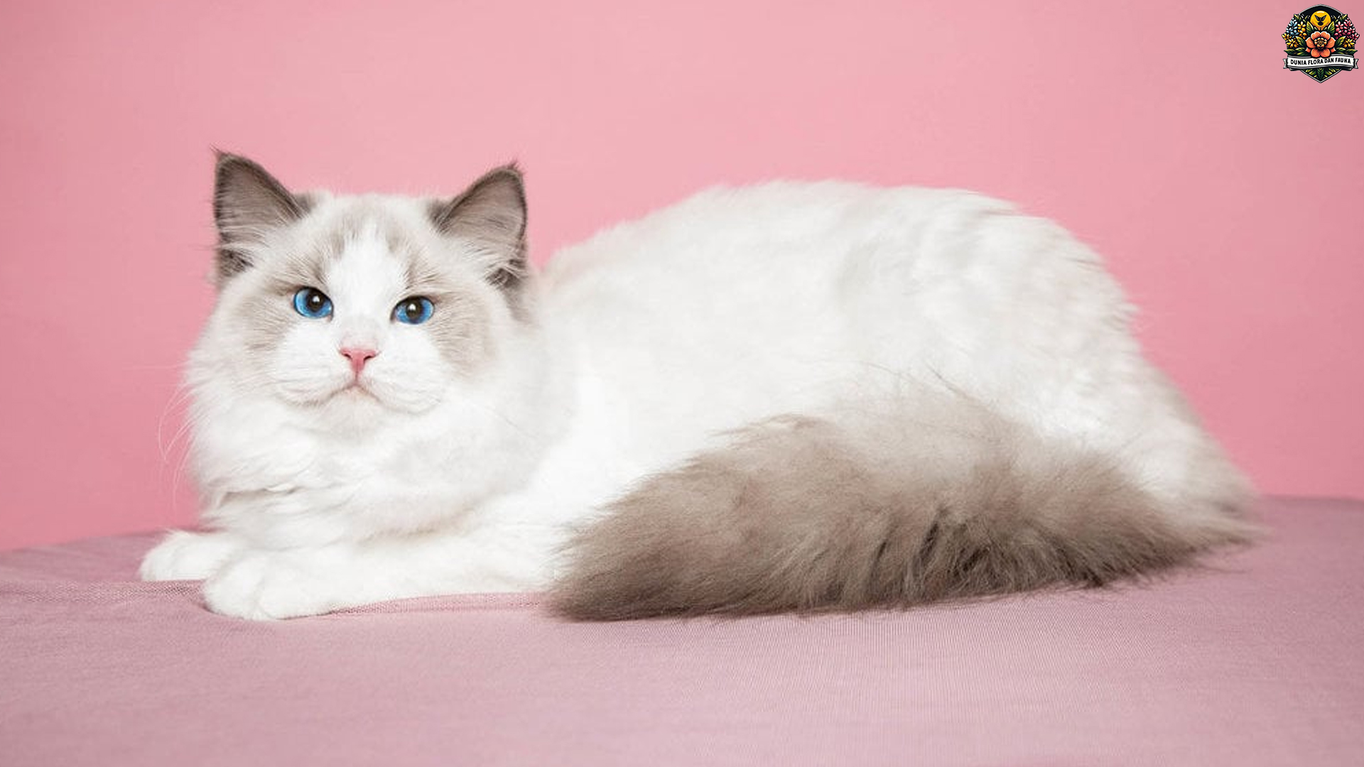 Mengulik Fakta Unik Kucing Ragdoll yang Bikin Penasaran