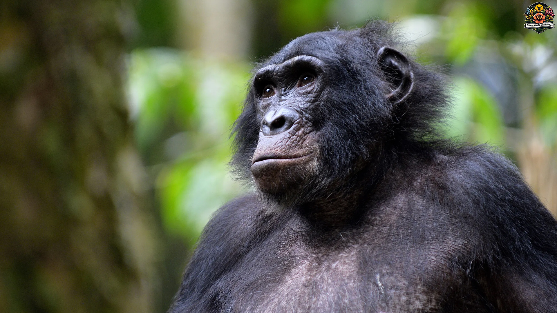 Jejak Bonobo di Hutan Kongo: Simbol Kecerdasan dan Empati
