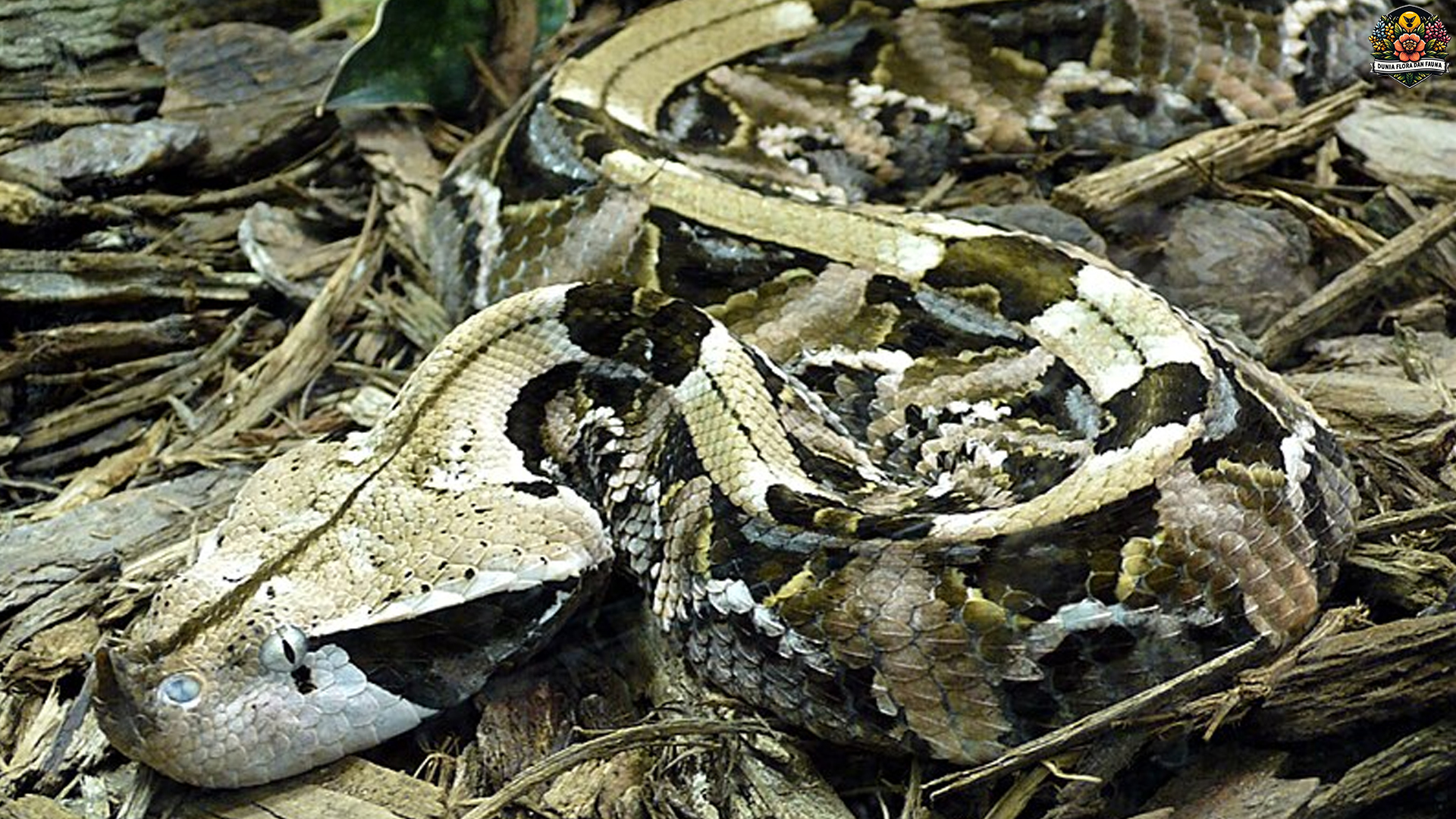 Bitis Gabonica: Raja Ular Berbisa dengan Corak yang Memukau