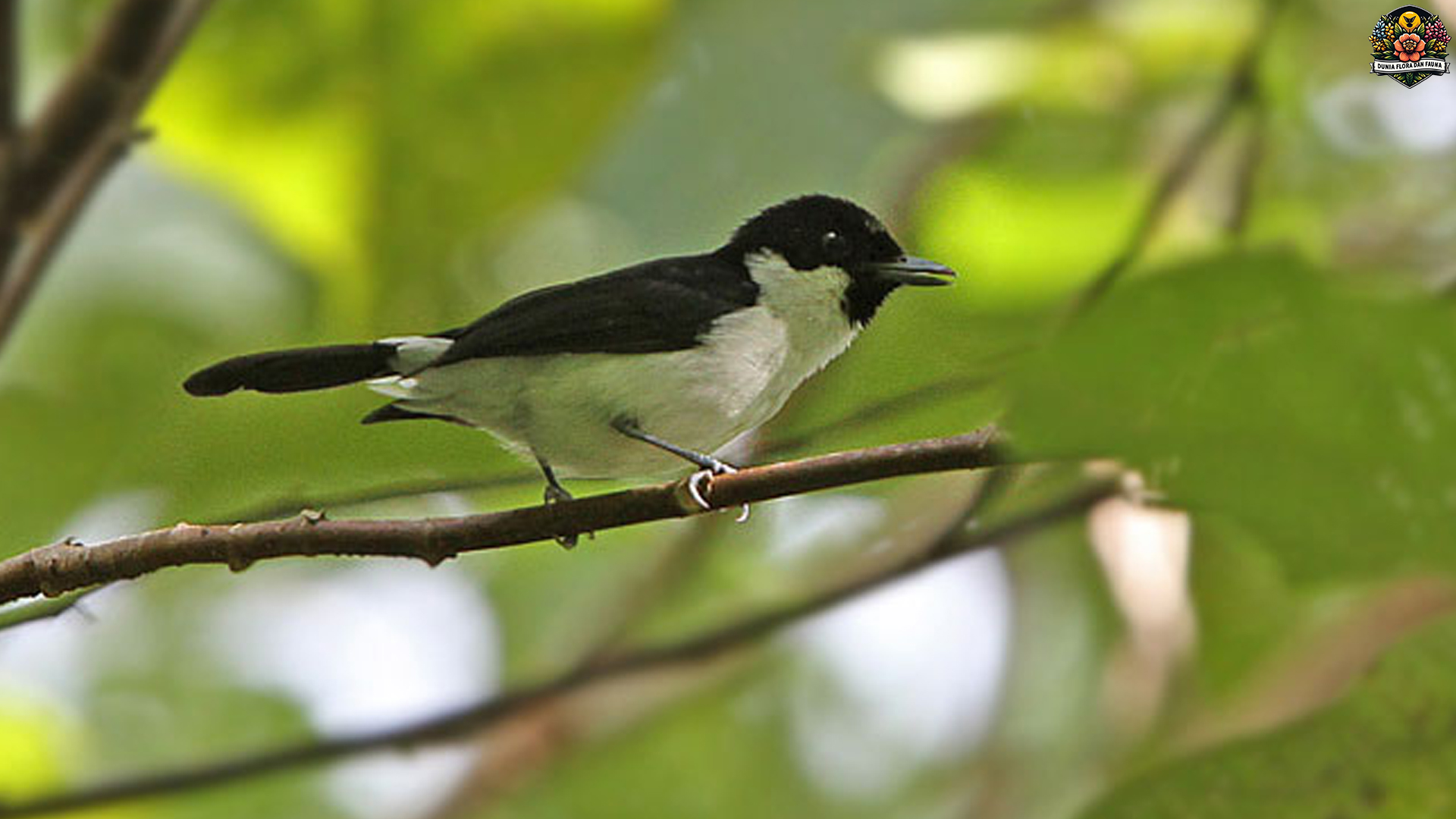 Jejak Kehidupan Burung Kehicap Boano di Habitat Aslinya