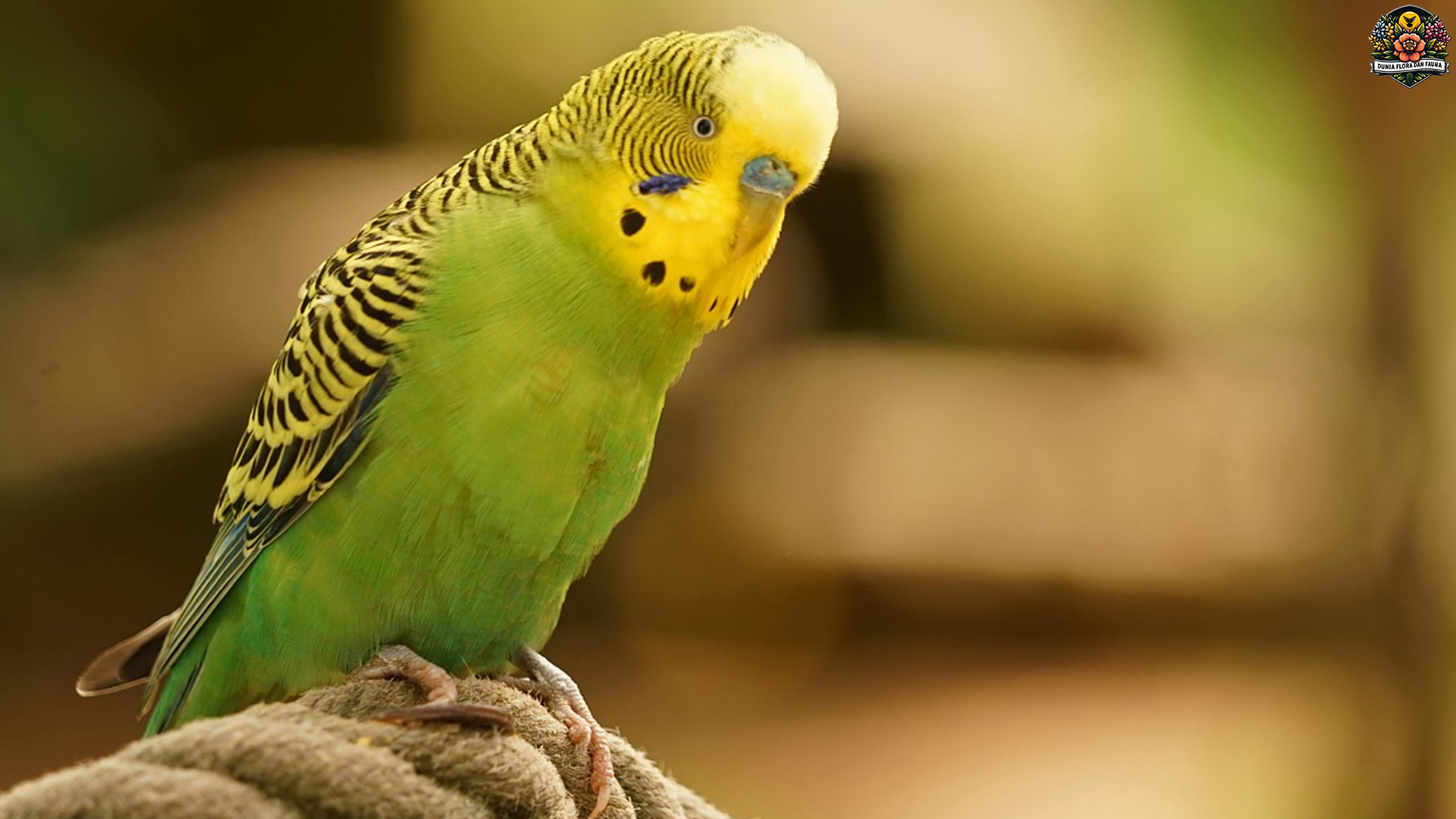 Burung Betet Rumput, Si Hijau Cerah yang Suka Beraksi