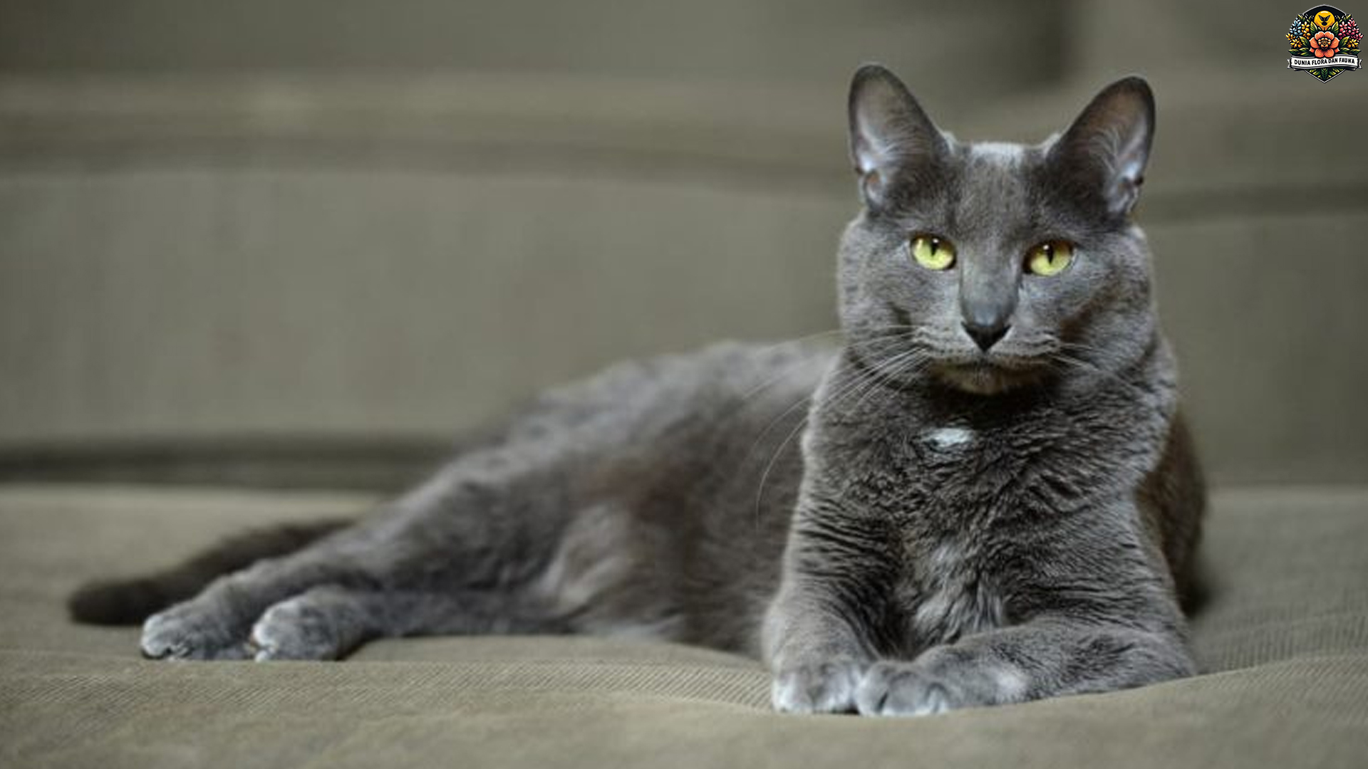 Korat: Kucing Langka yang Setia, Tenang, dan Penuh Pesona