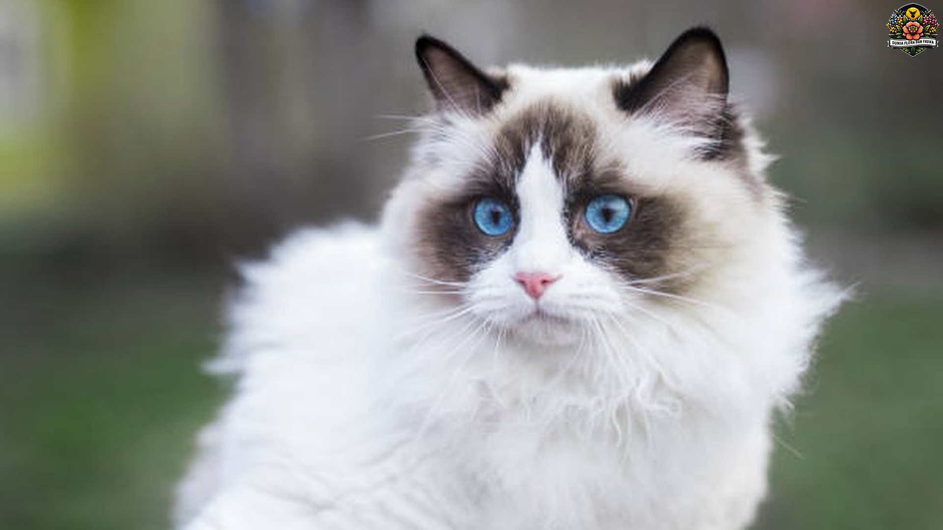 Mengulik Fakta Unik Kucing Ragdoll yang Bikin Penasaran