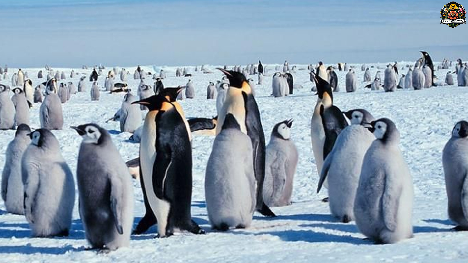 Penguin Kaisar: 3 Kebiasaan Unik yang Jarang Orang Tahu