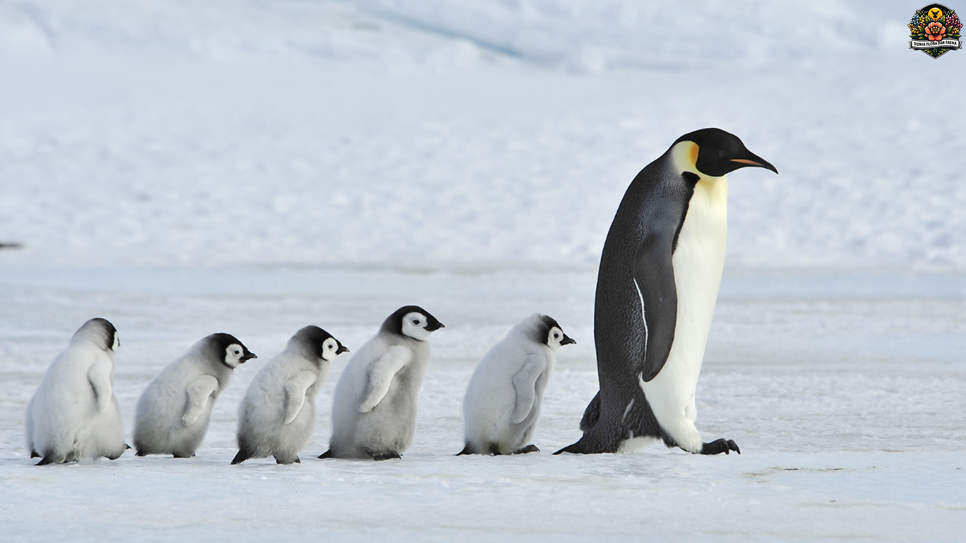 Penguin Kaisar: 3 Kebiasaan Unik yang Jarang Orang Tahu