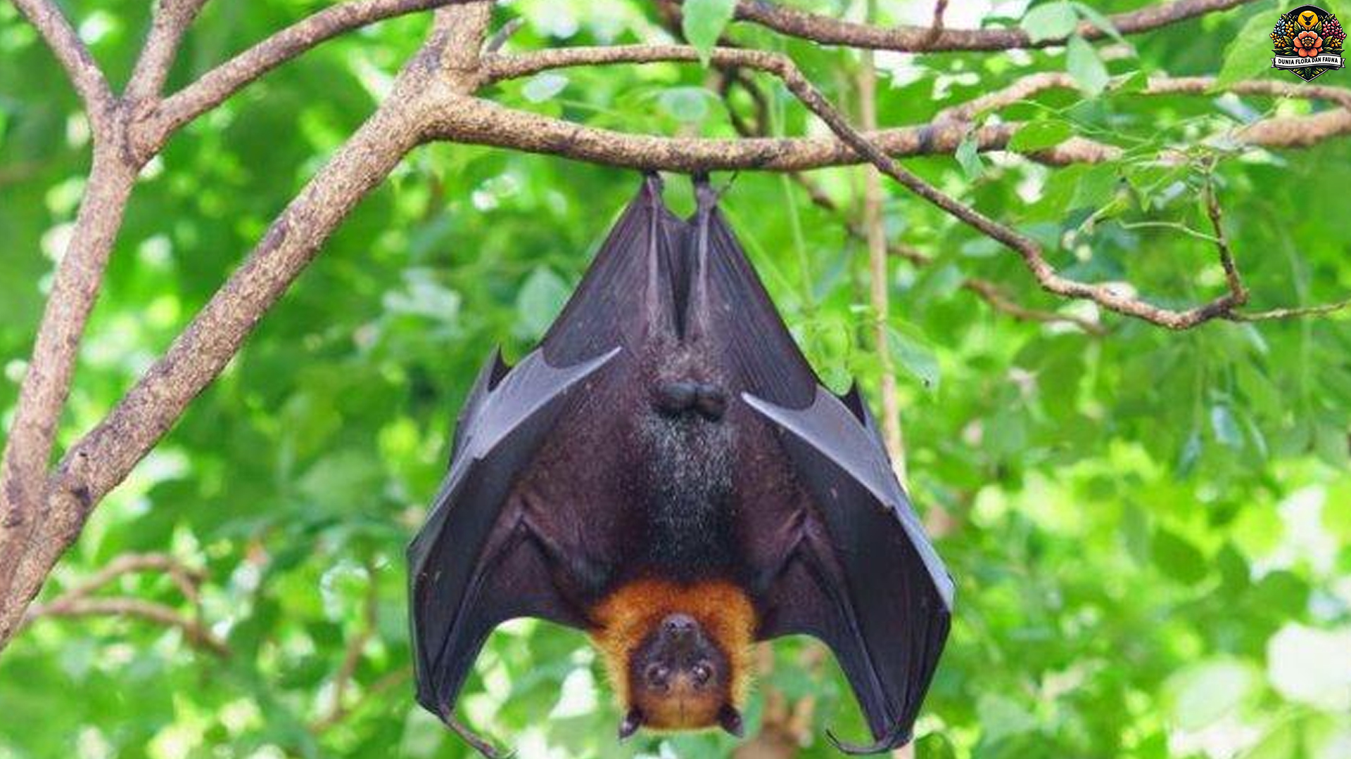 Kampret, Sang Penjaga Malam dengan 4 Peran Penting di Alam