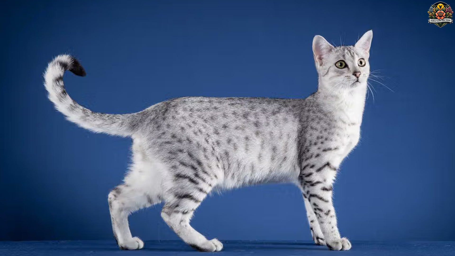 Kucing Mau Mesir: Dari Hutan Afrika ke Sofa Pecinta Kucing