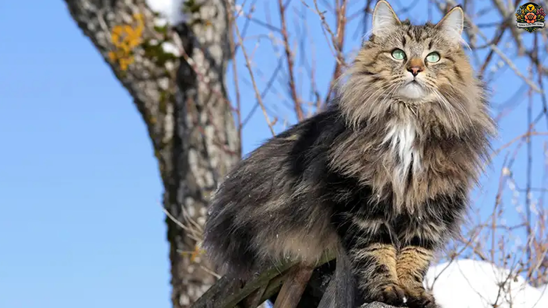 Kucing Hutan Norwegia, Si Penjelajah Alam Liar Skandinavia