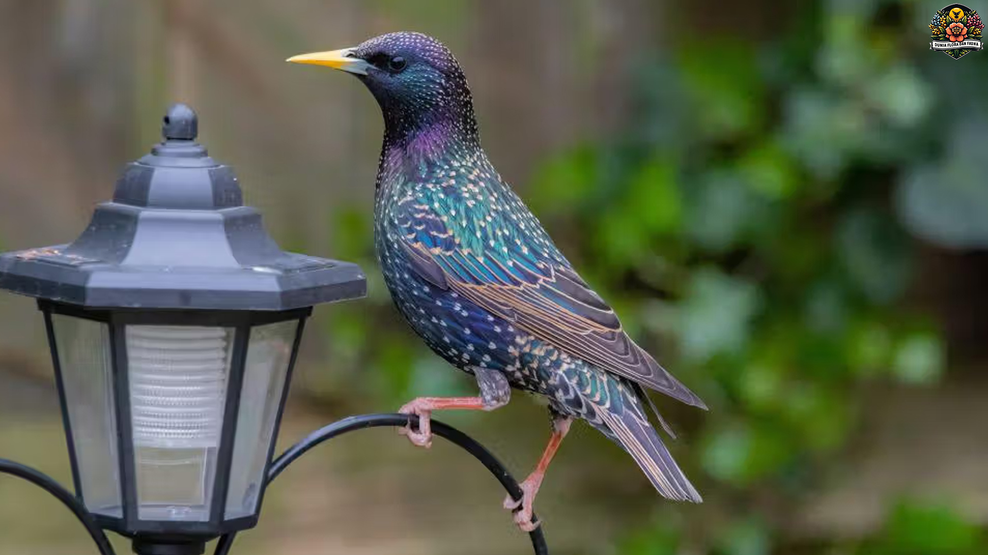 Fakta Unik Jalak Eropa: Burung Kecil dengan Karakter Besar