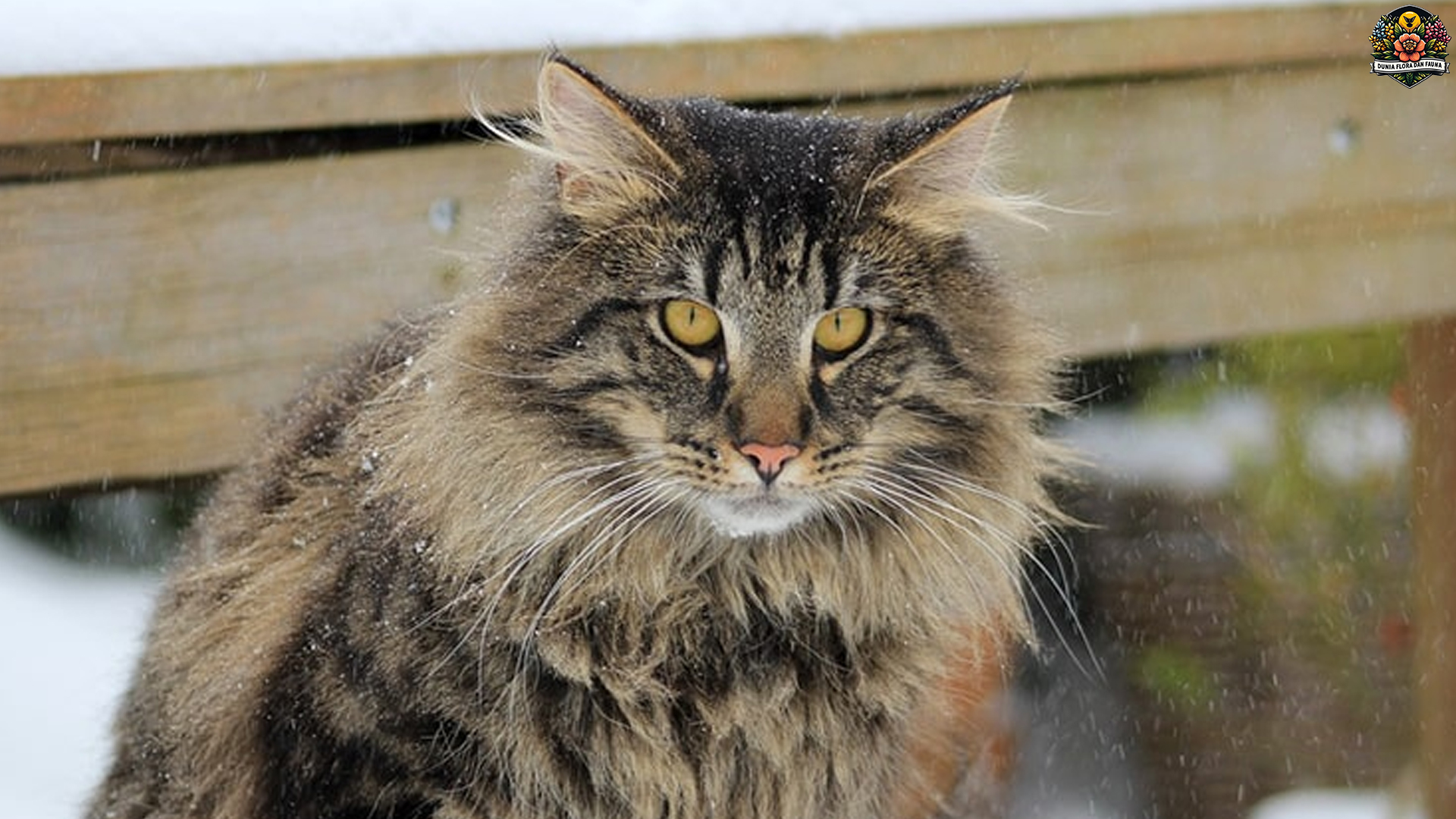 Kucing Hutan Norwegia, Si Penjelajah Alam Liar Skandinavia
