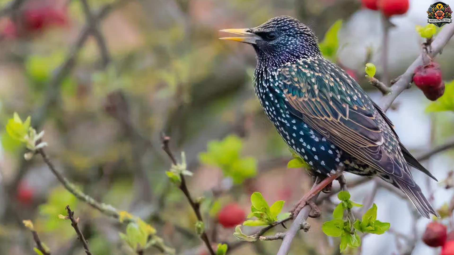 Fakta Unik Jalak Eropa: Burung Kecil dengan Karakter Besar