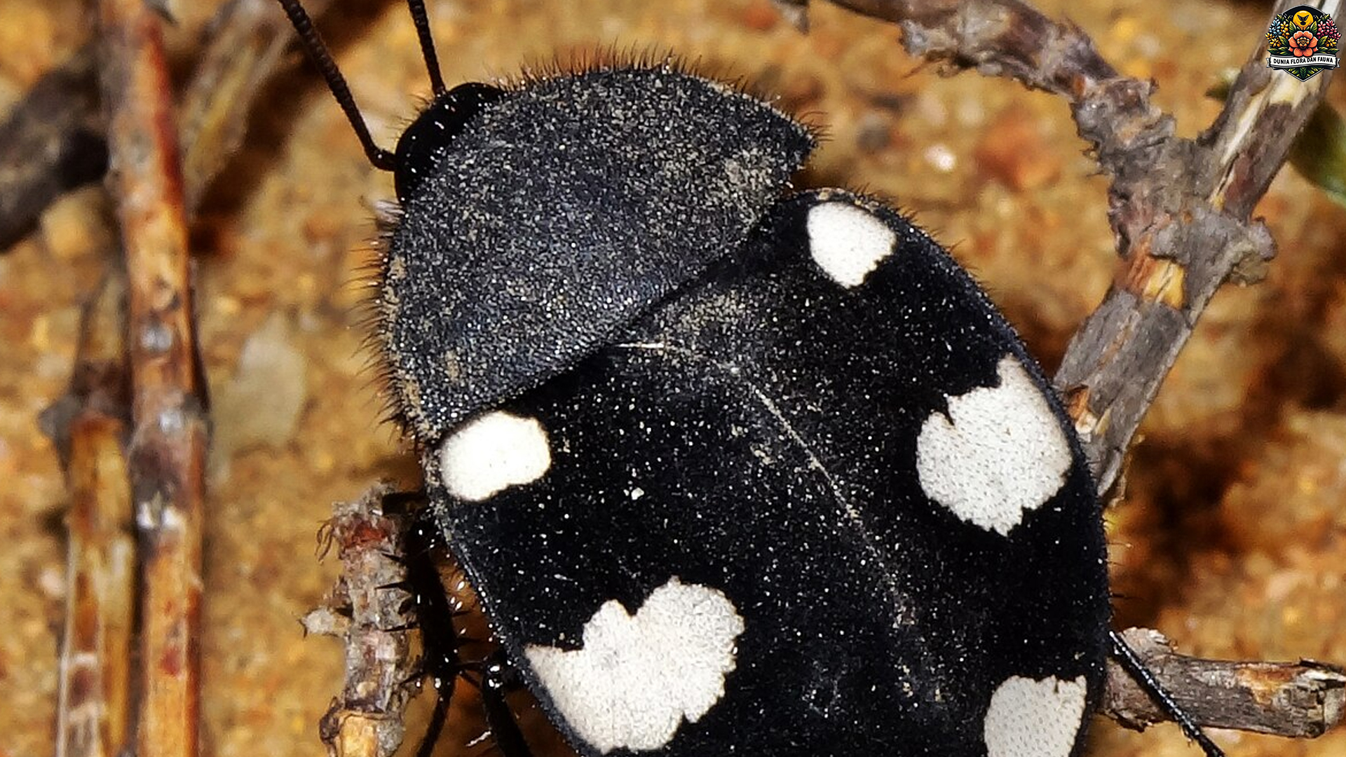 Mengenal Blattodea: 3 Fakta Menarik yang Perlu Kamu Tahu