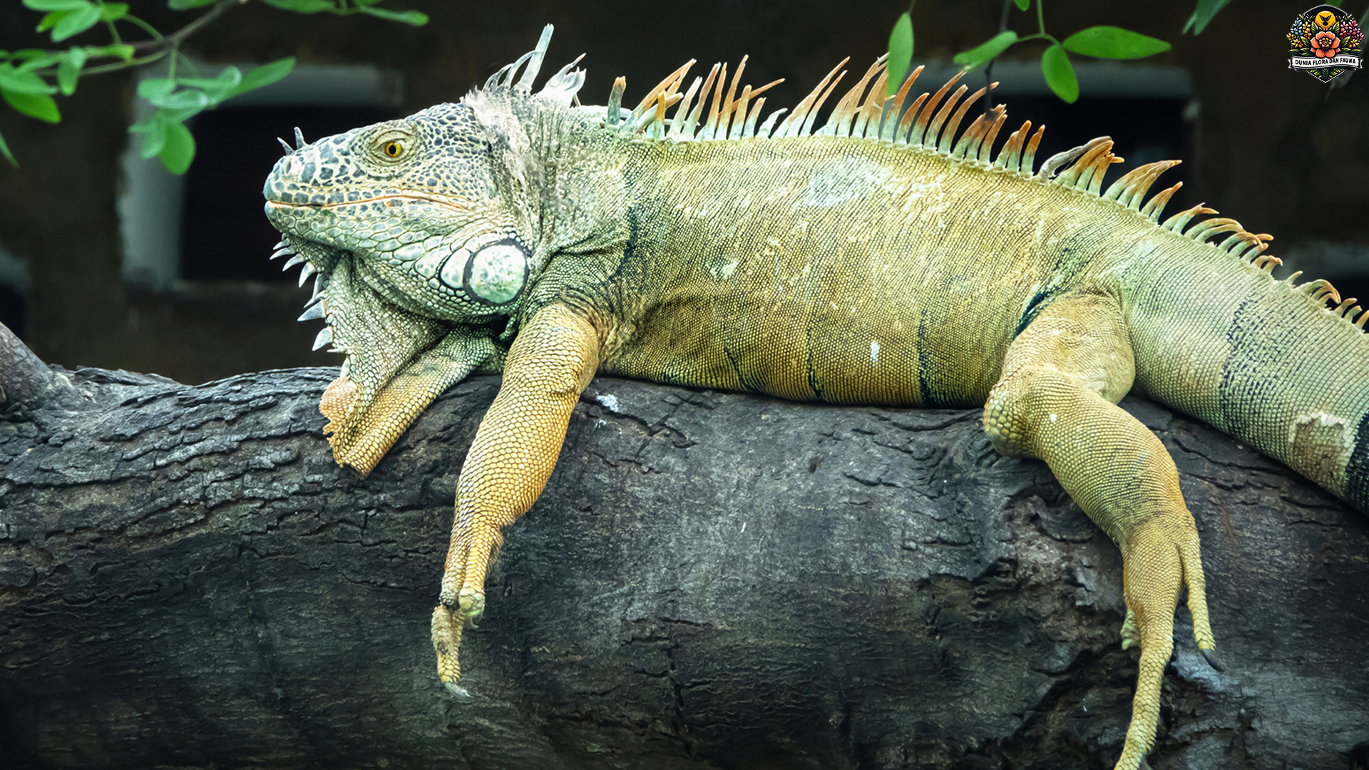 Menyingkap 3 Fakta Aneh tapi Nyata Hewan Iguana Hijau