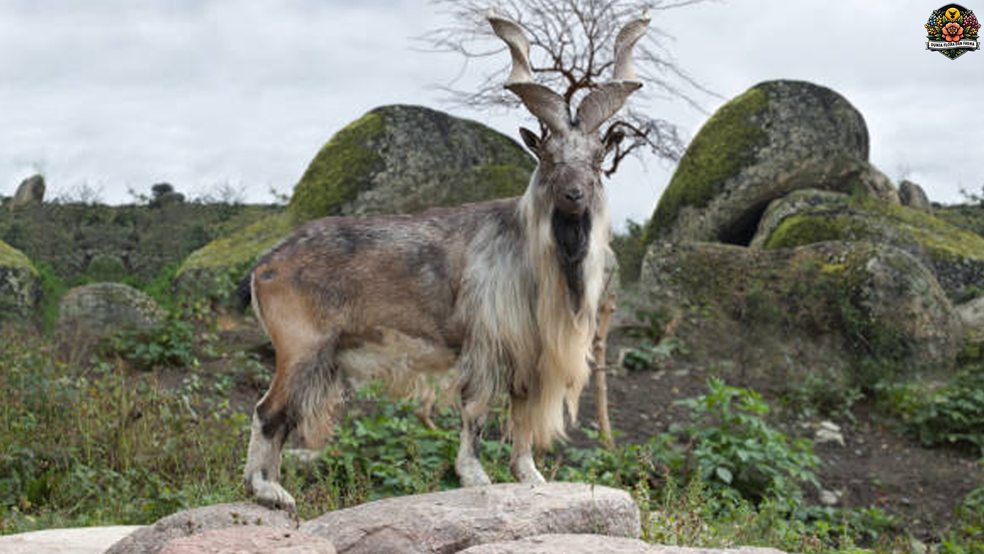 Menelusuri Dunia Kambing Markhor: 4 Fakta yang Memikat Hati