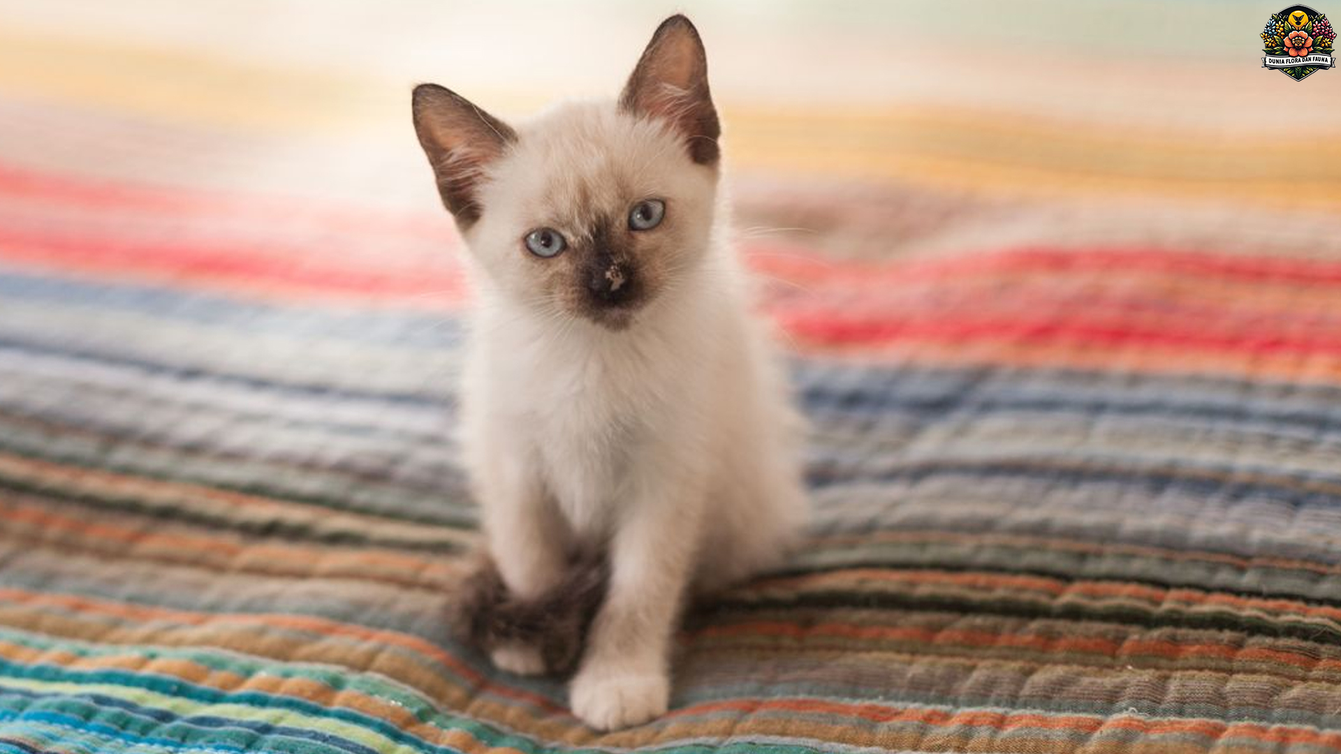 Mengenal Kucing Siamese Lewat 3 Ciri Khas yang Memikat