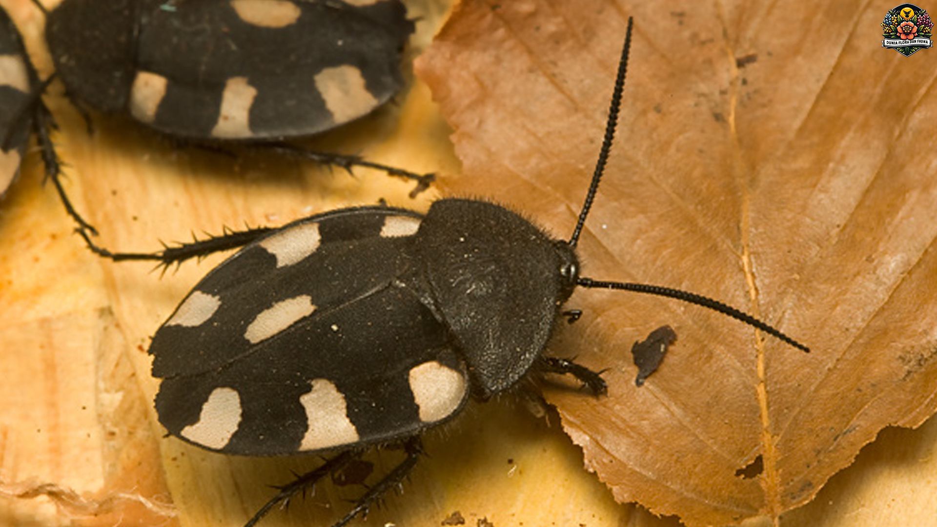 Mengenal Blattodea: 3 Fakta Menarik yang Perlu Kamu Tahu