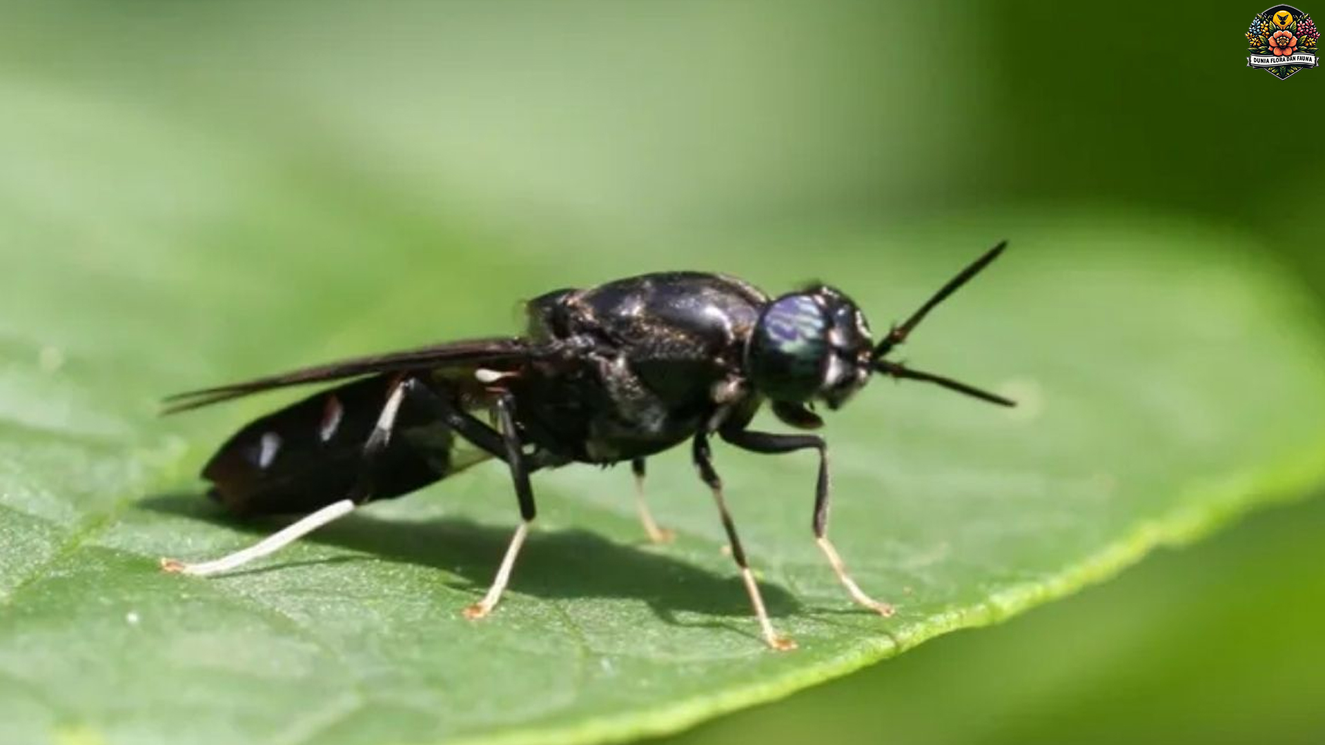 Lalat Tentara Hitam: 4 Fenomena Hewan Kecil Tapi Super Penting