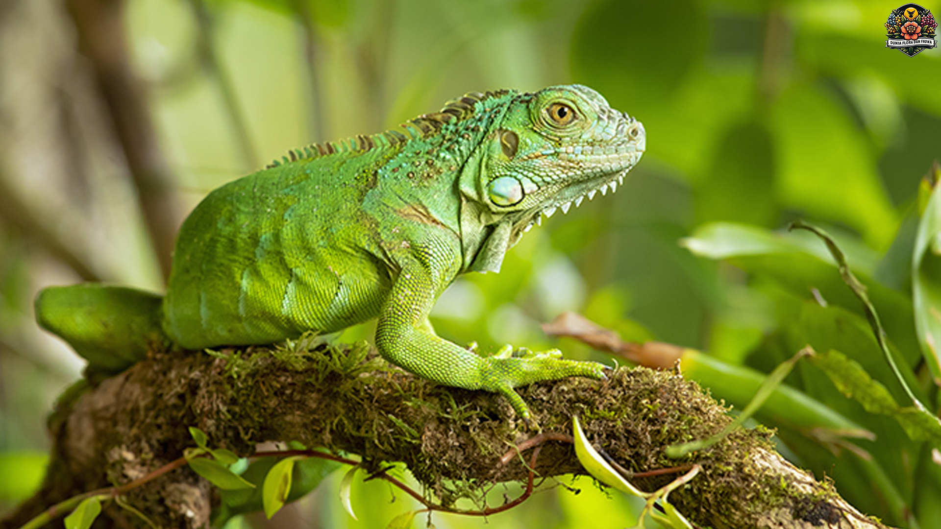 Menyingkap 3 Fakta Aneh tapi Nyata Hewan Iguana Hijau