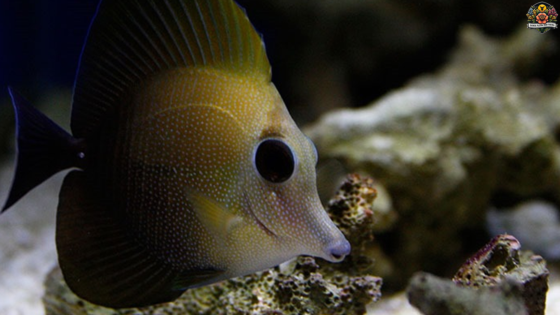Ikan Burung Laut Hadir dengan 4 Keunikan Jarang Dikenal