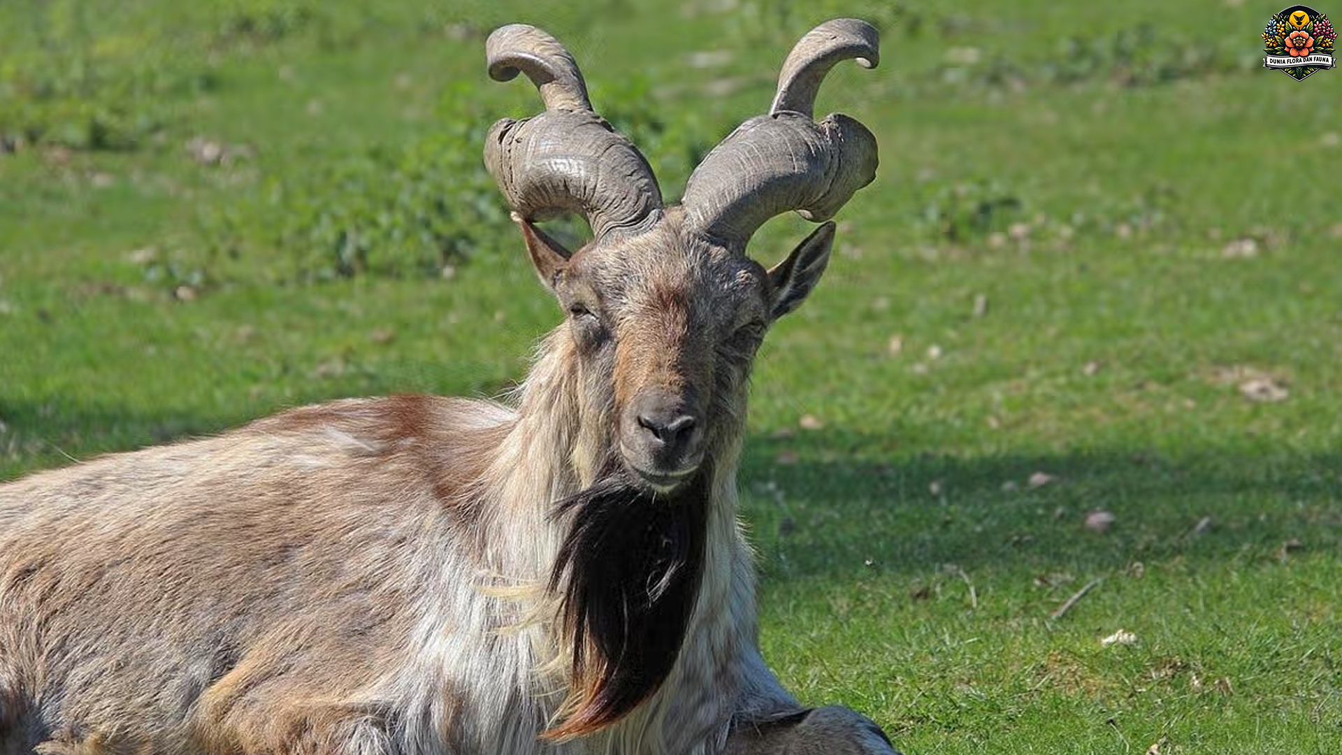 Menelusuri Dunia Kambing Markhor: 4 Fakta yang Memikat Hati