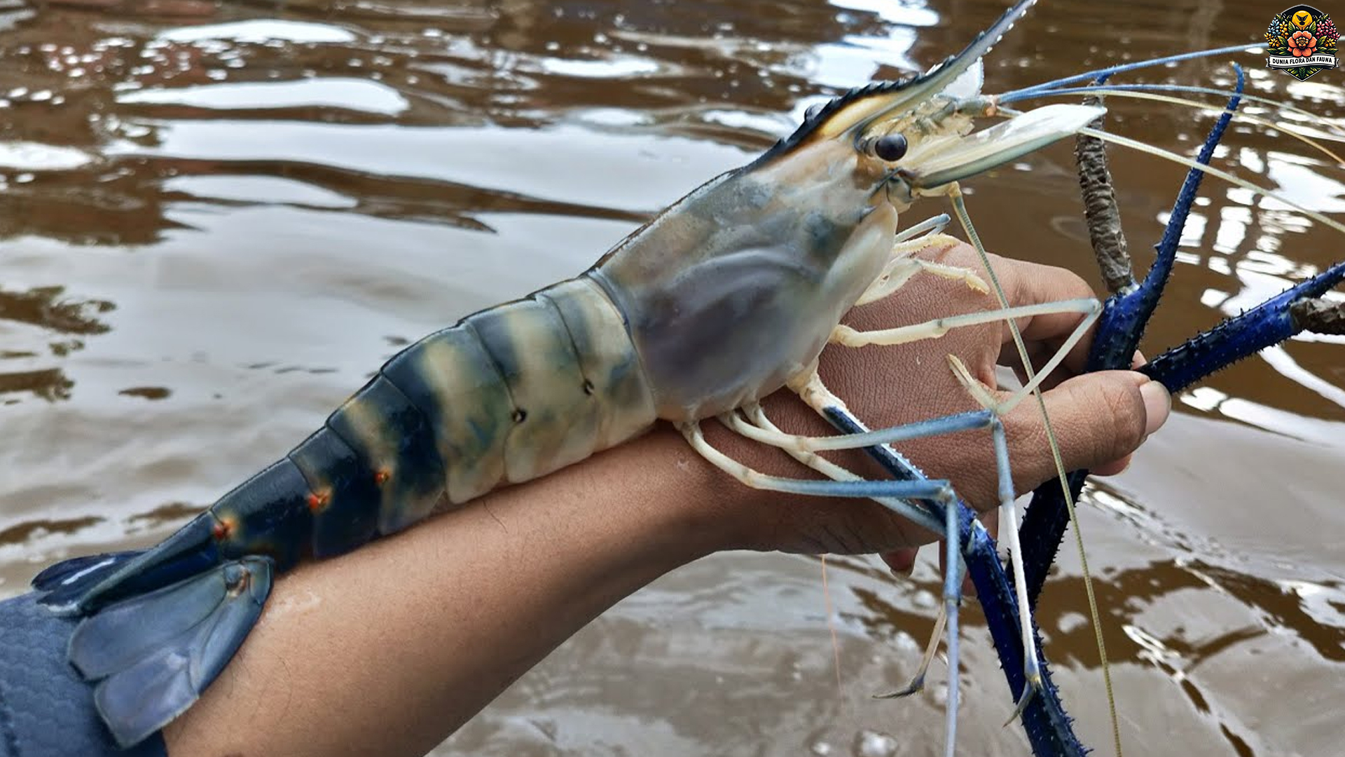 Kehebatan Udang Galah dalam 4 Perspektif Alam dan Budidaya