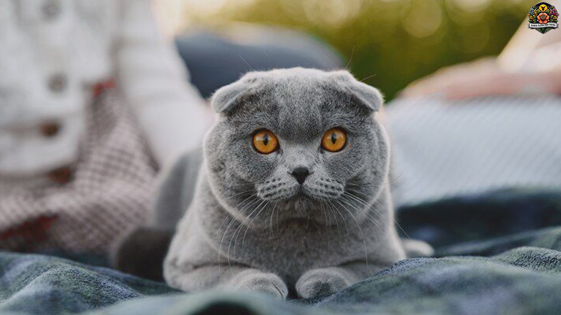 Kucing Scottish Fold dan 3 Kebiasaan Lucu yang Bikin Gemas