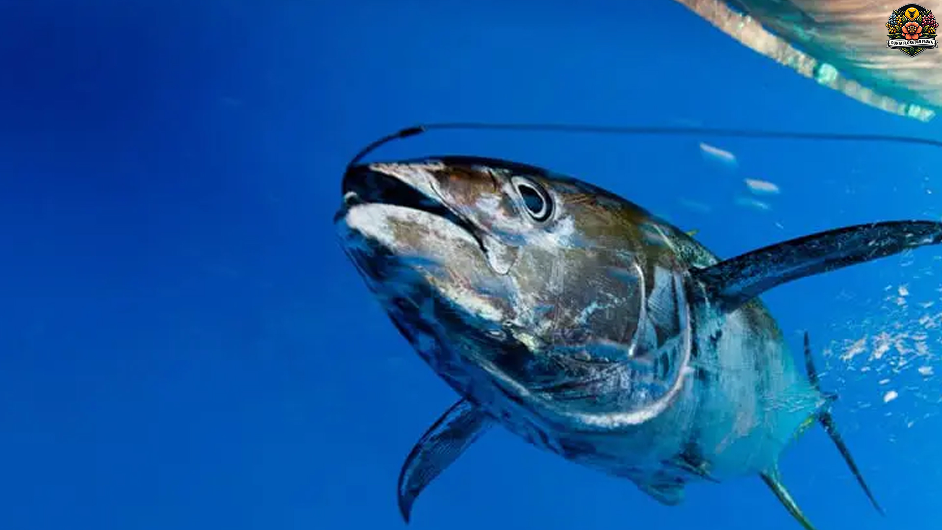 Karakteristik Ikan Tuna dan 4 Fakta Ilmiah yang Mengagumkan