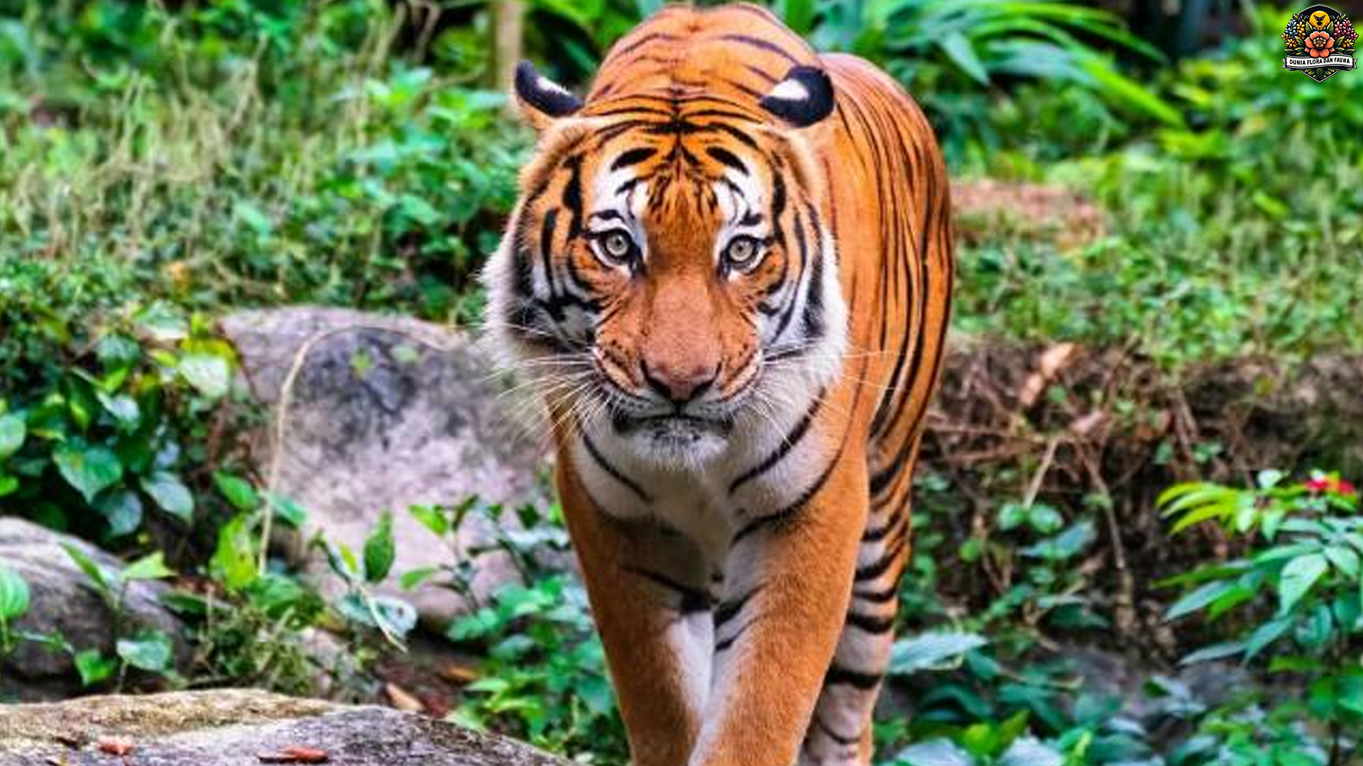 Harimau Malaya dan 4 Keistimewaan yang Bikin Predator Ini Unik