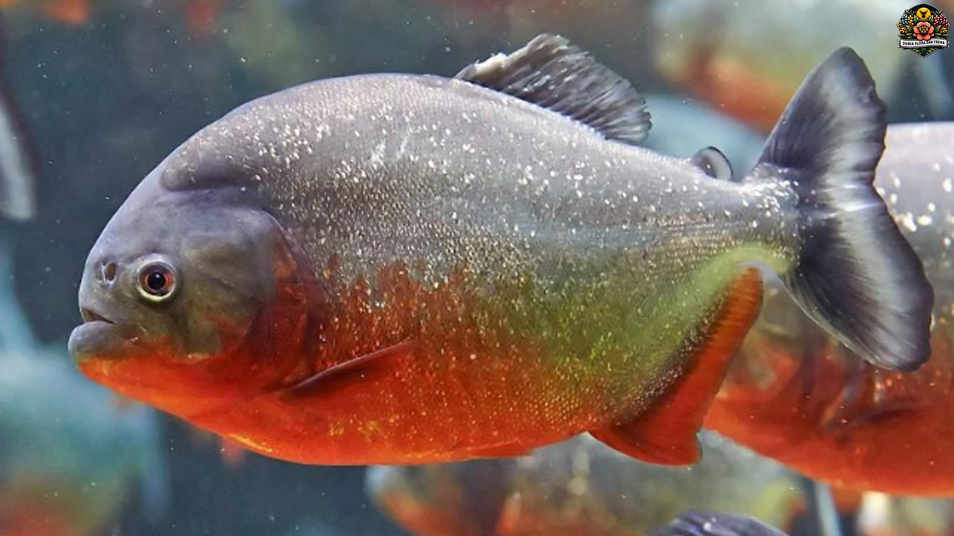 Fakta Ikan Bawal dan 5 Adaptasi Menarik di Habitat Aslinya