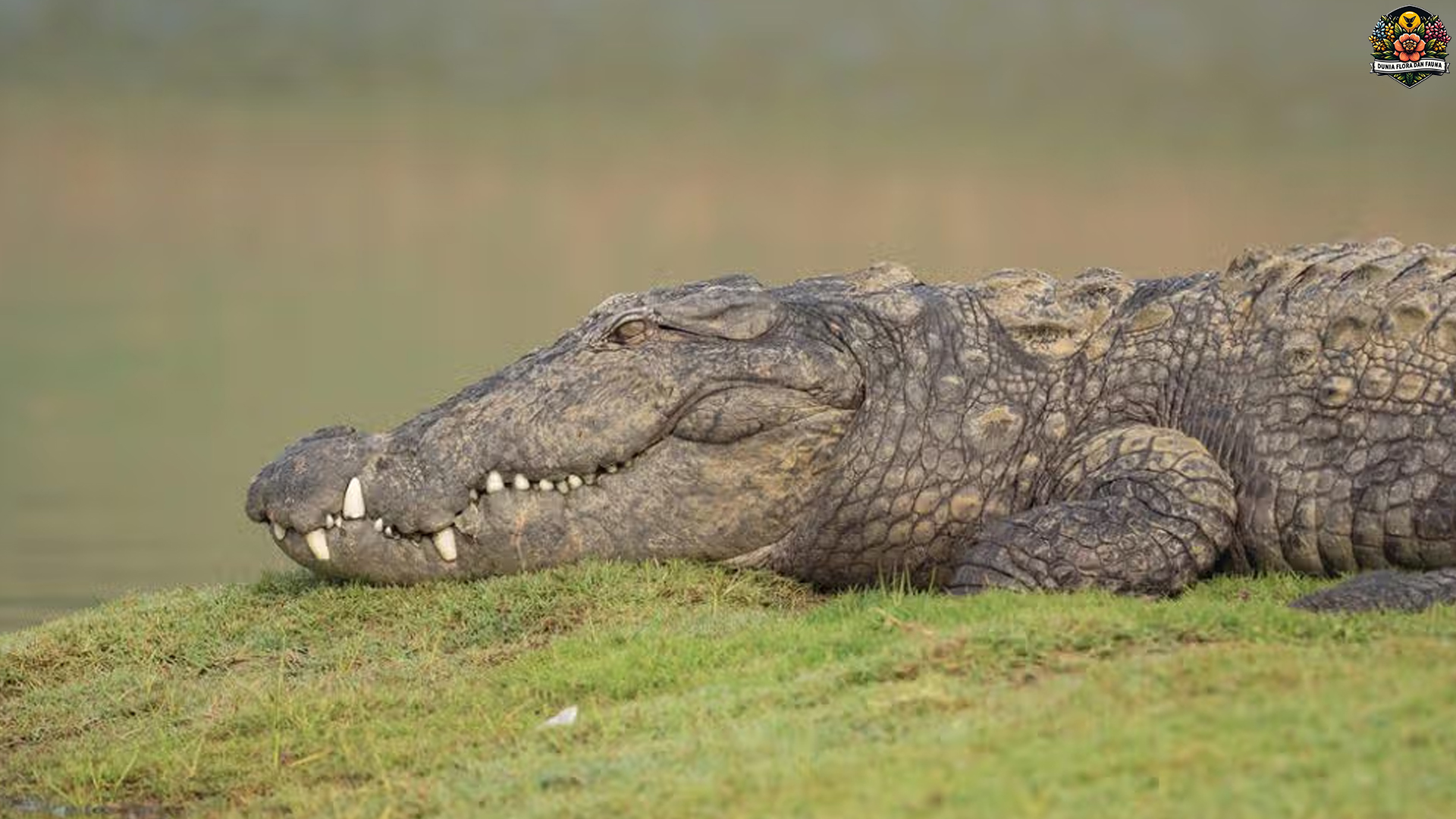 Buaya Rawa: 5 Alasan Predator Ini Tetap Menjadi Ikon Rawa
