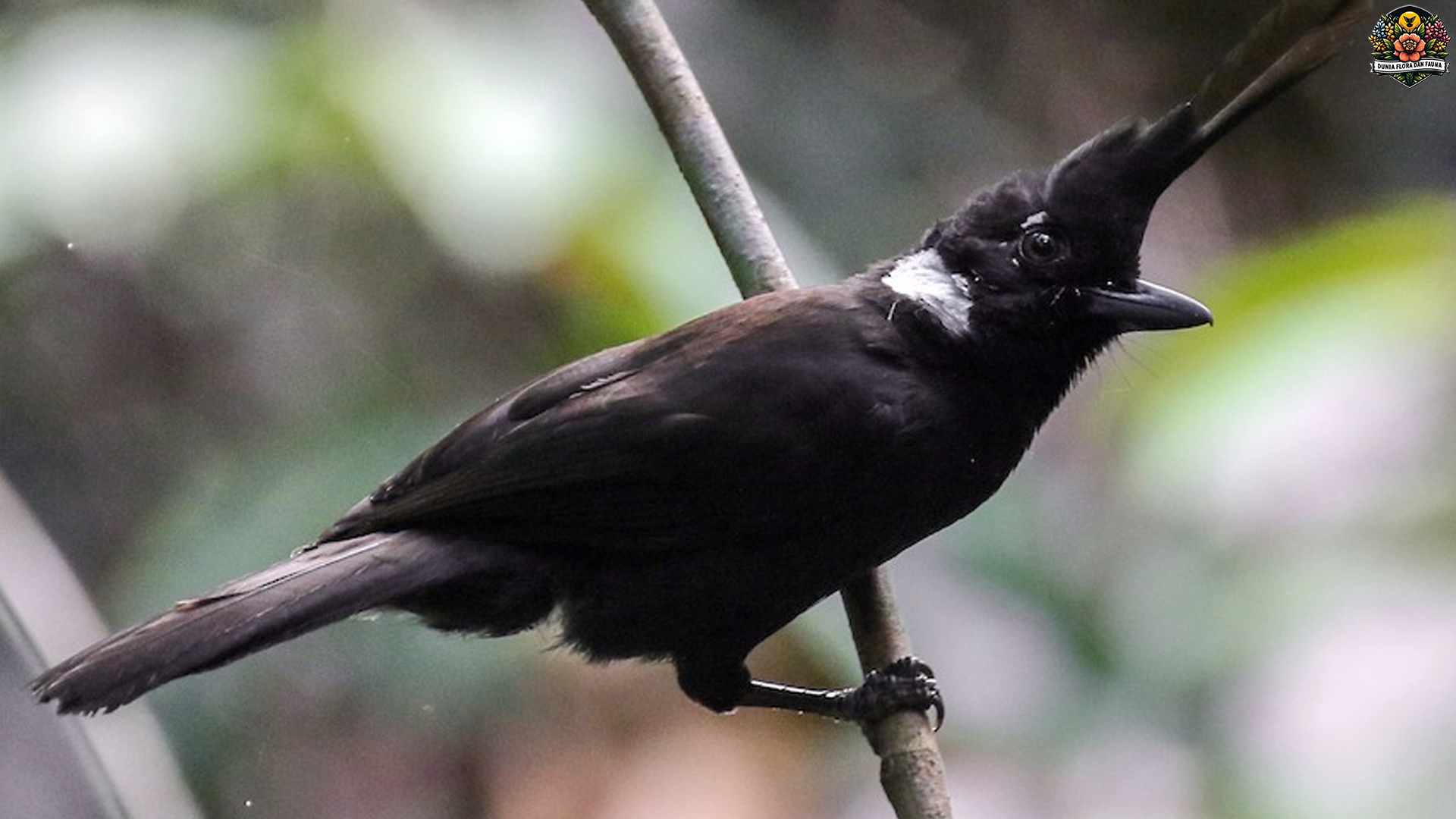 Dari Alam ke Sangkar: 5 Fakta Menarik Burung Tangkar Ongklet