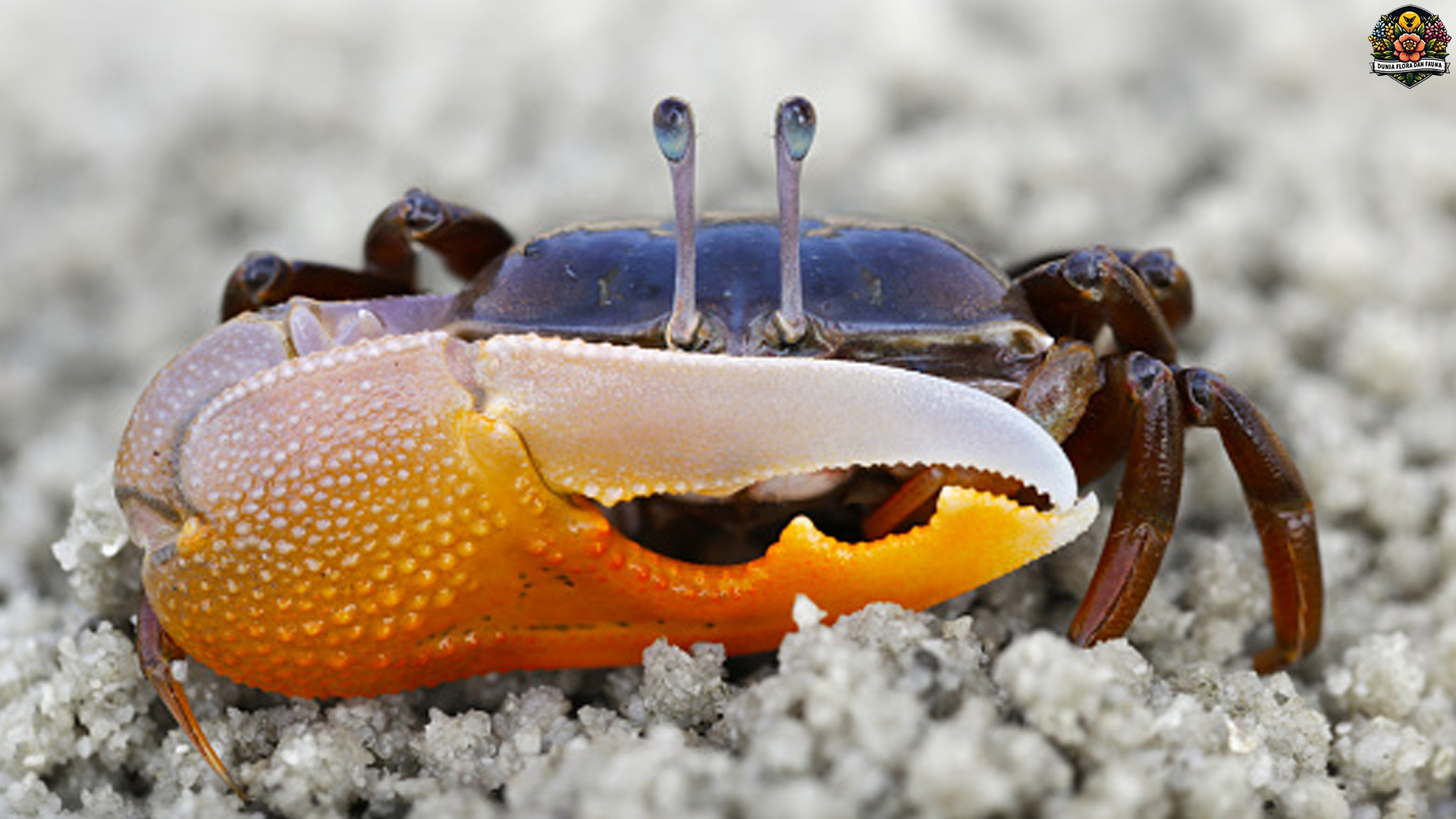 Kepiting Biola dalam Fokus: 5 Hal Bisa Membuatmu Terkagum