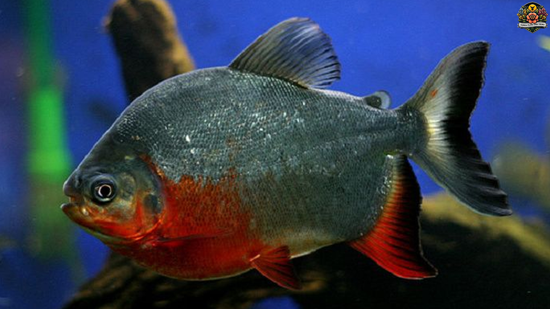 Fakta Ikan Bawal dan 5 Adaptasi Menarik di Habitat Aslinya