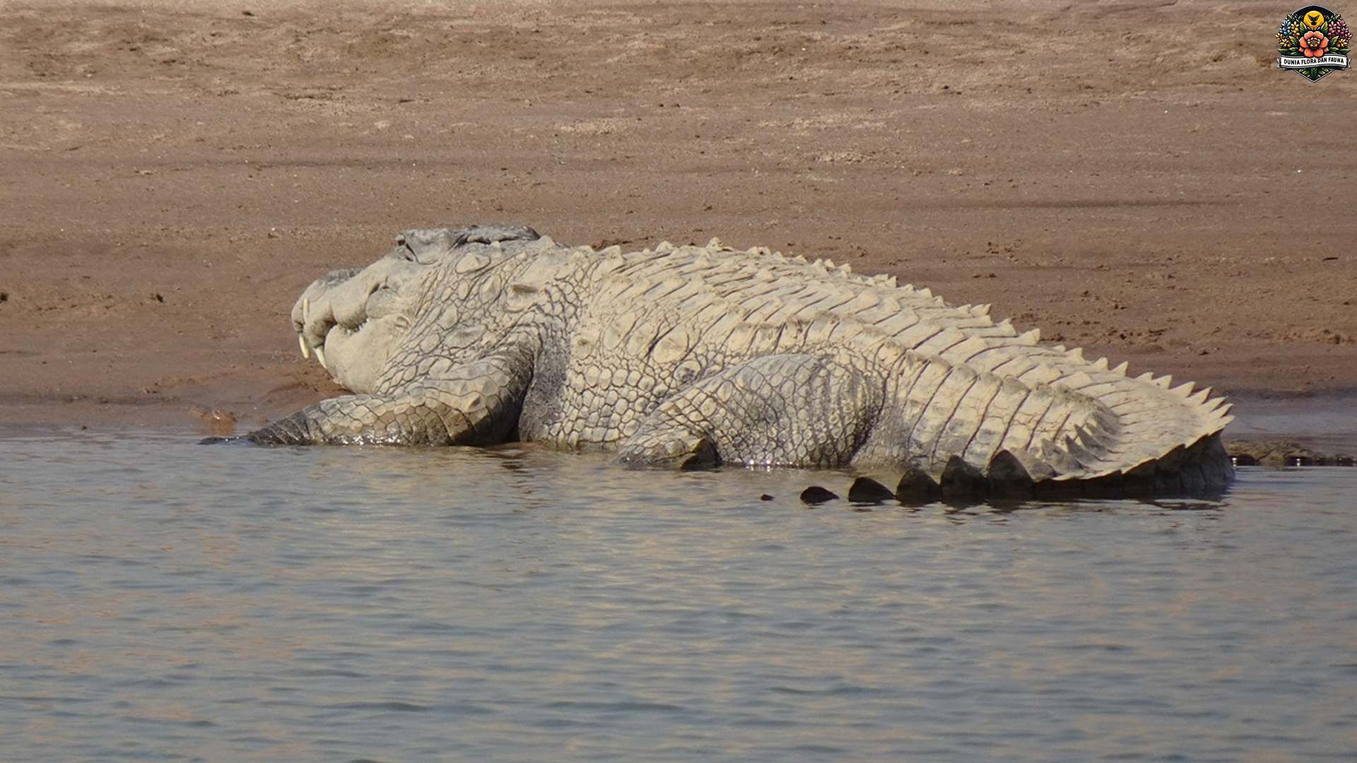 Buaya Rawa: 5 Alasan Predator Ini Tetap Menjadi Ikon Rawa