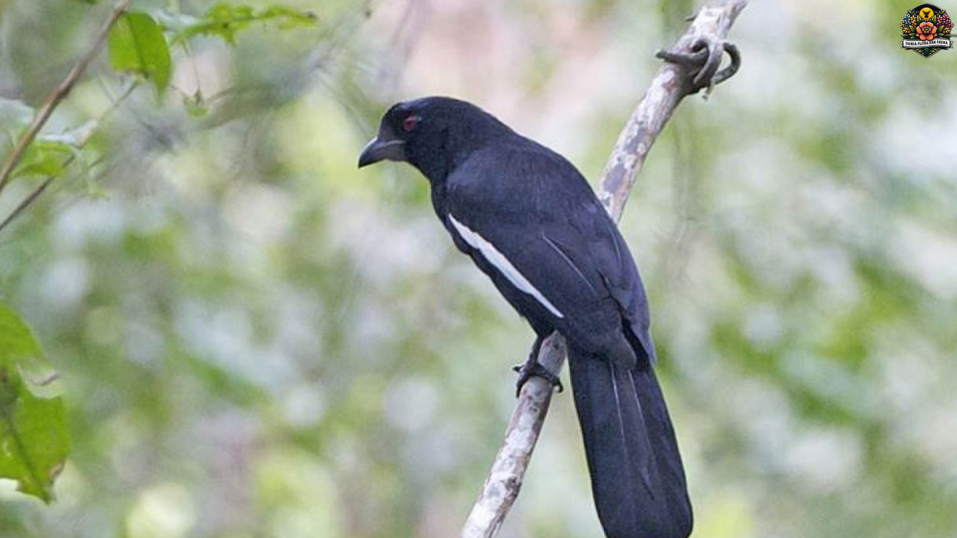 Dari Alam ke Sangkar: 5 Fakta Menarik Burung Tangkar Ongklet