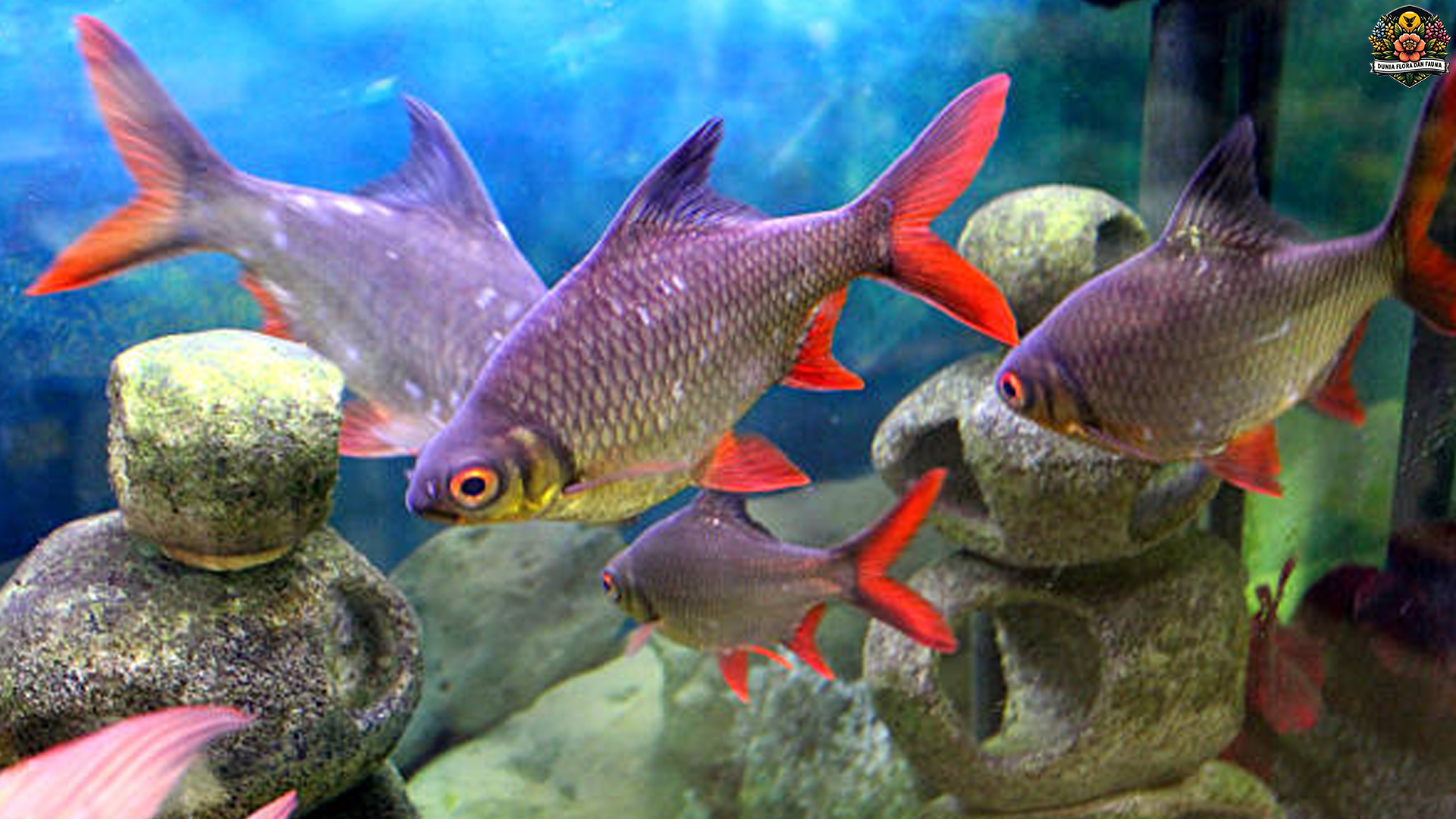 Menyelami Dunia Ikan Tengadak: 4 Fakta Menarik Hidupnya