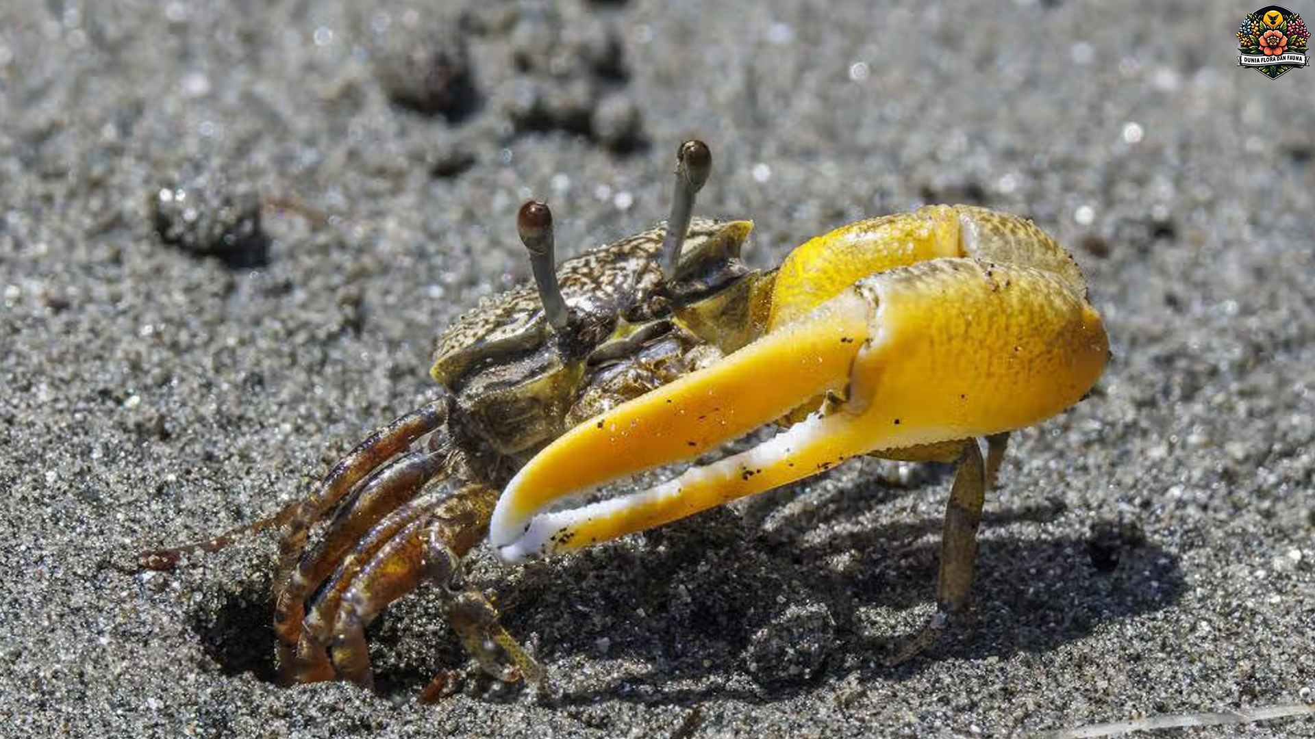 Kepiting Biola dalam Fokus: 5 Hal Bisa Membuatmu Terkagum