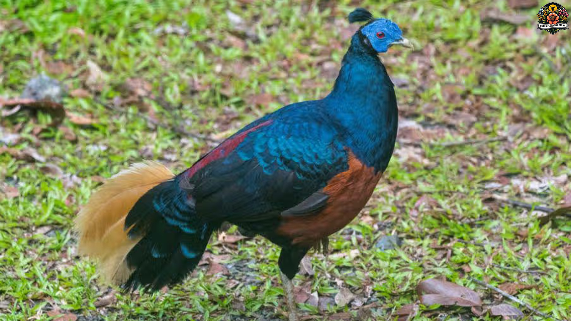 Hewan Sempidan Kalimantan dan 5 Spesies Langka Terindah