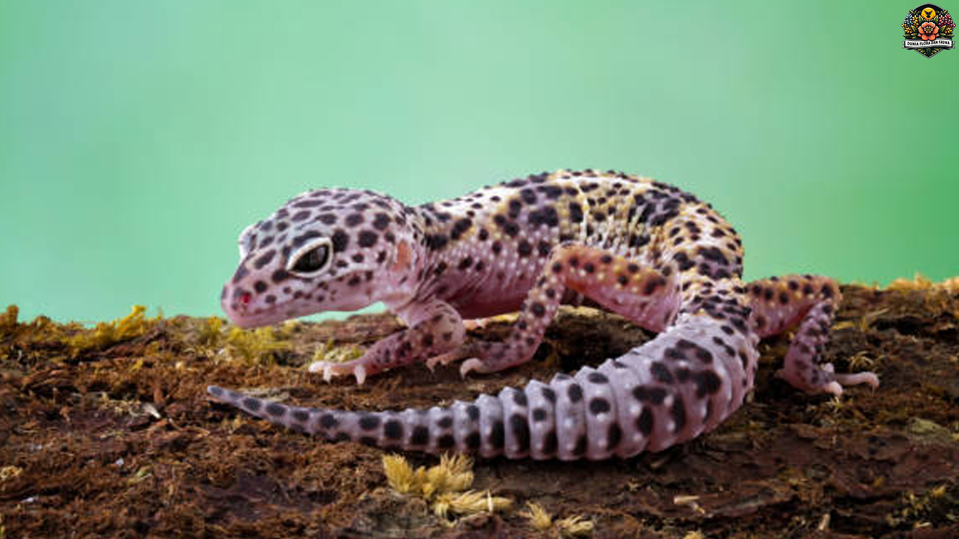 Menelusuri Dunia Tokek Leopard dengan 5 Keistimewaan Terbaru