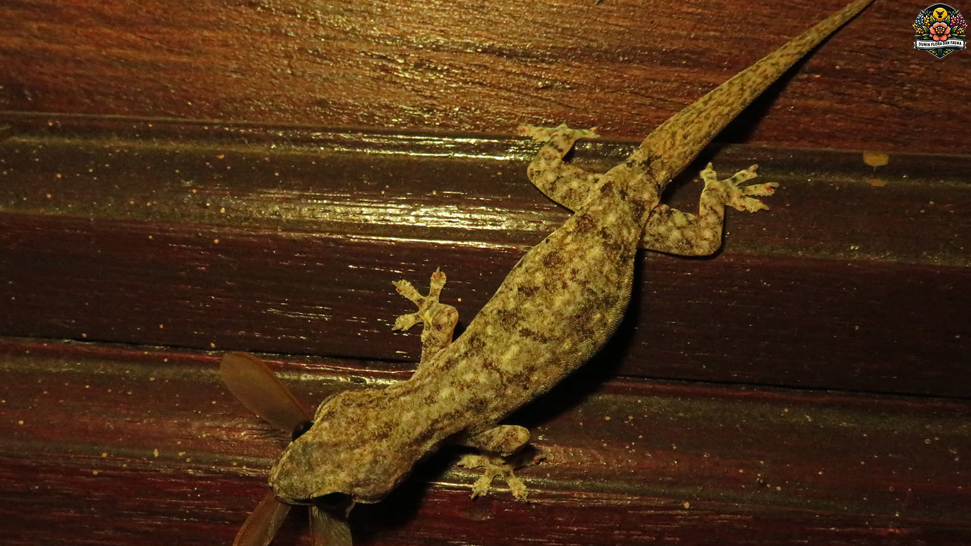 5 Fakta Cecak Kayu yang Mengungkap Keunikan Reptil Ini