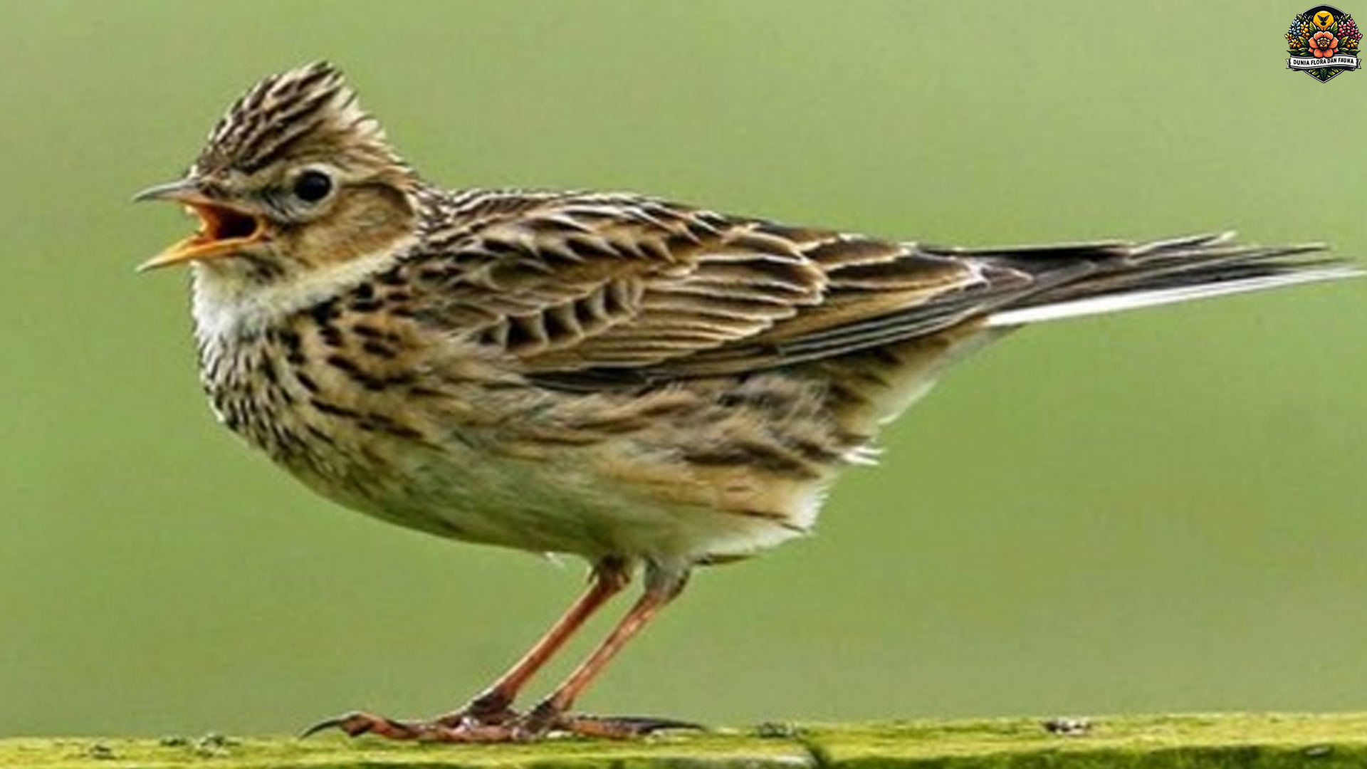 Keindahan Burung Branjangan: 5 Suara Kicau yang Memukau Hati