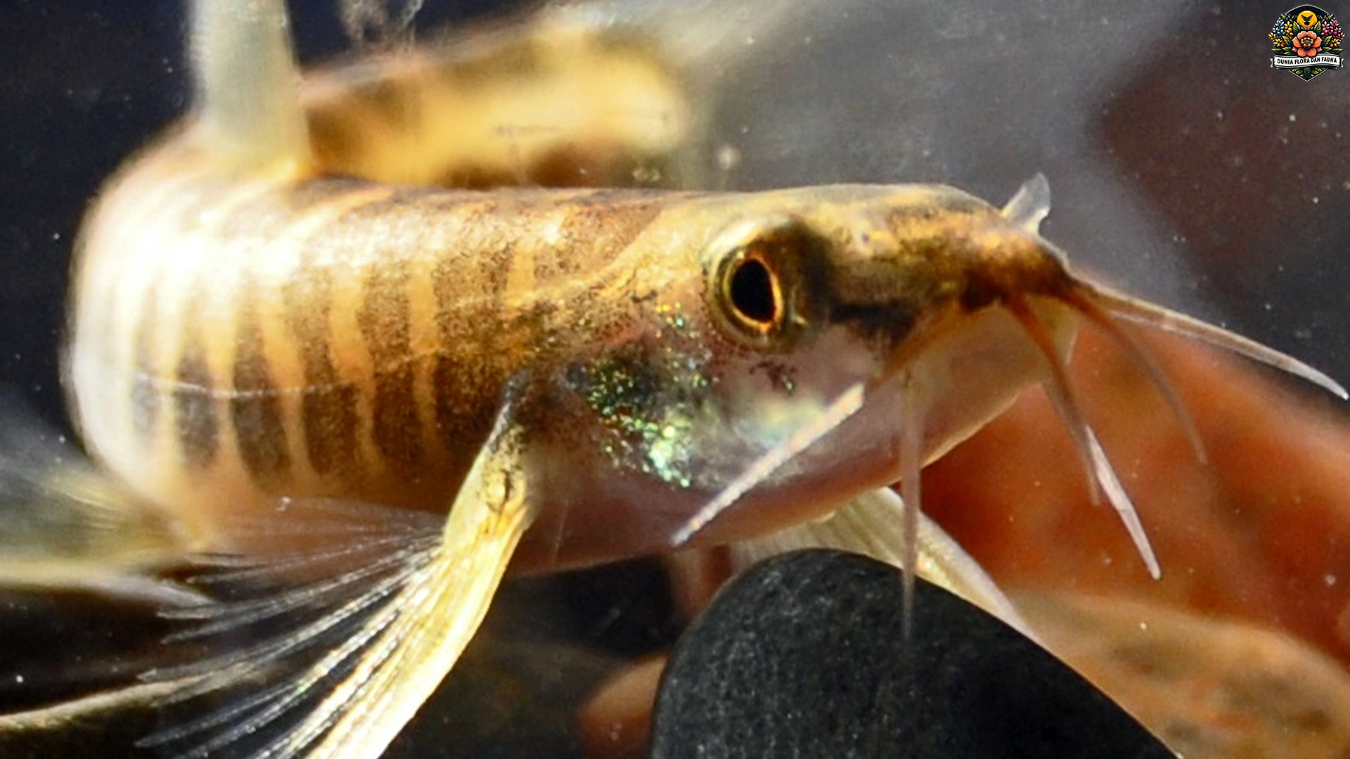 4 Spesies Ikan Jeler yang Memikat Penggemar Dunia Perairan
