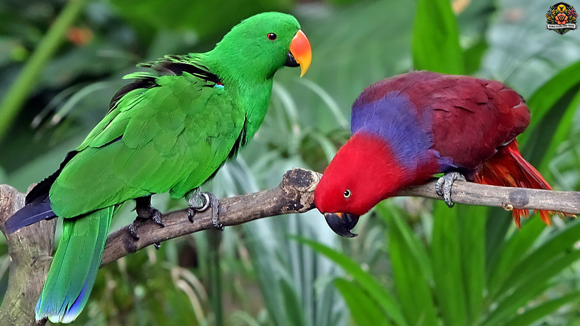 Keindahan Burung Nuri Bayan dan 4 Cirinya yang Memikat