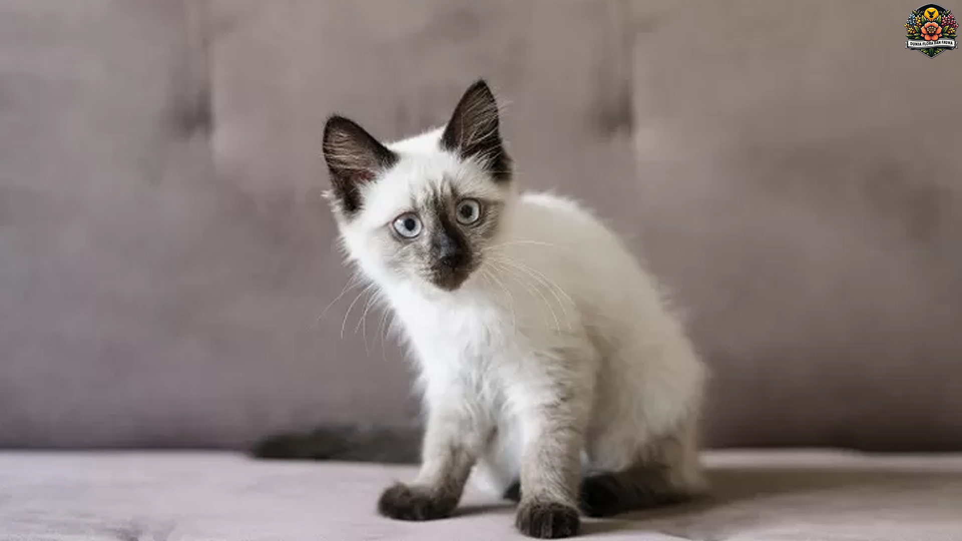 5 Hal Menarik Tentang Sejarah dan Asal Usul Kucing Bali