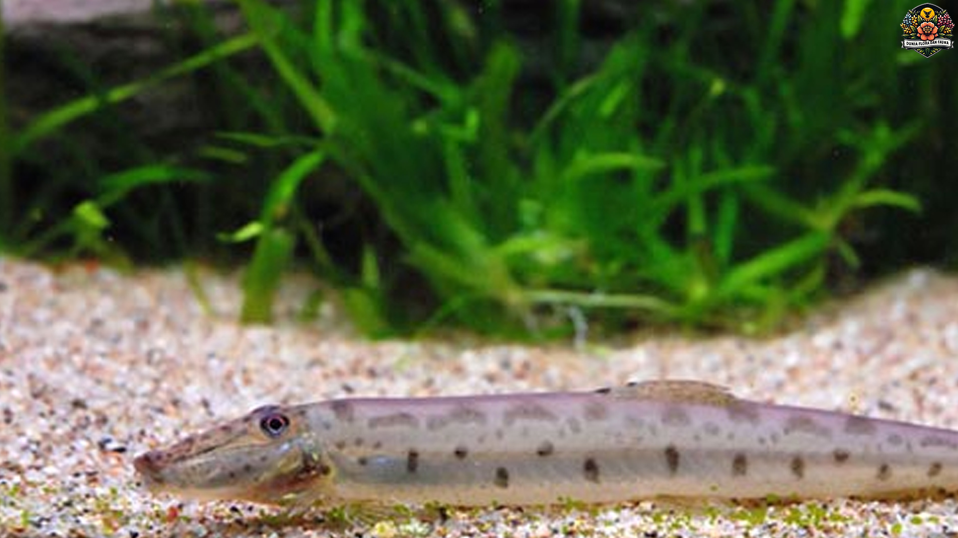 4 Spesies Ikan Jeler yang Memikat Penggemar Dunia Perairan