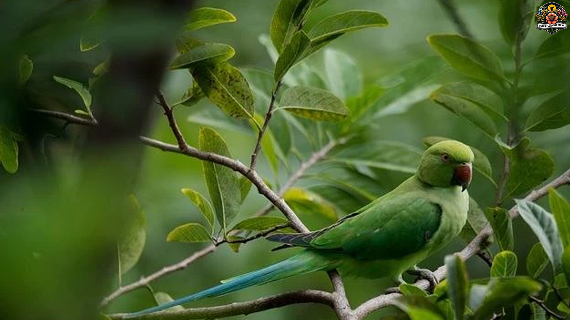 Keindahan Burung Nuri Bayan dan 4 Cirinya yang Memikat