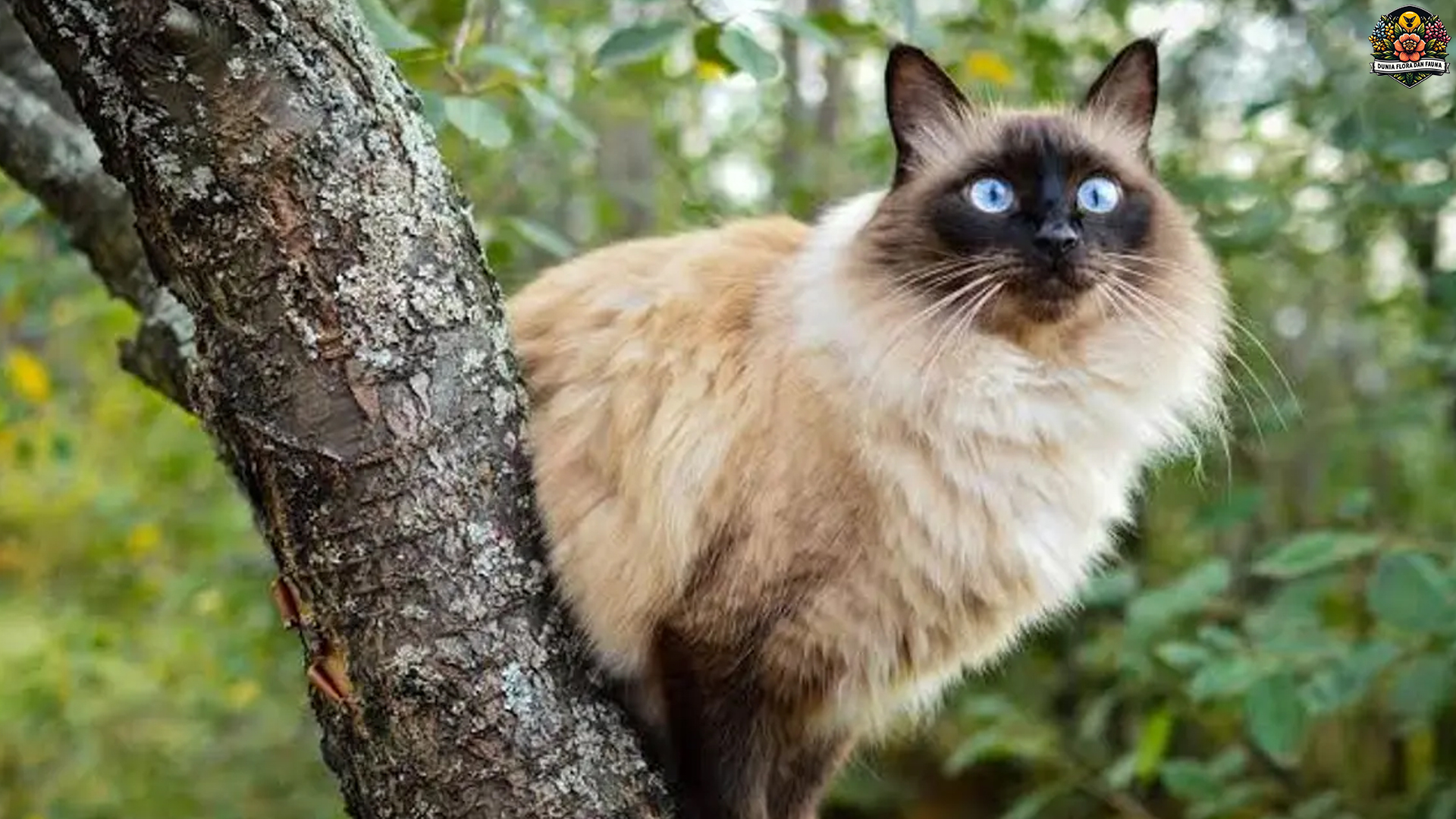 5 Hal Menarik Tentang Sejarah dan Asal Usul Kucing Bali