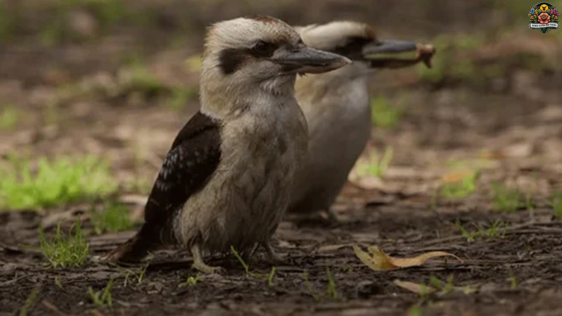 Suara Tawa Kukabura: 5 Alasan Burung Ini Bikin Terpesona