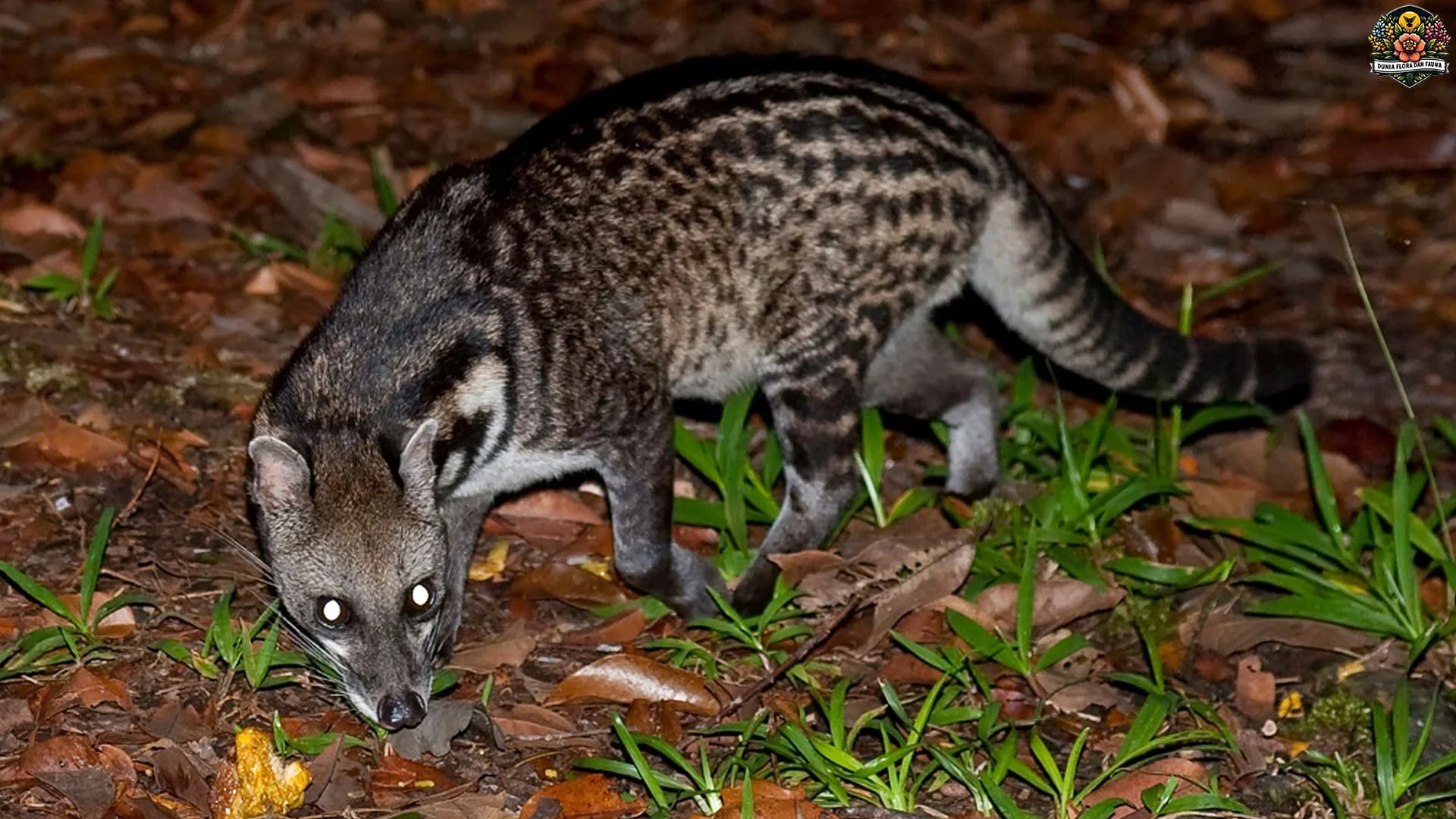 5 Perilaku Unik Musang Tenggalung yang Mengejutkan Peneliti