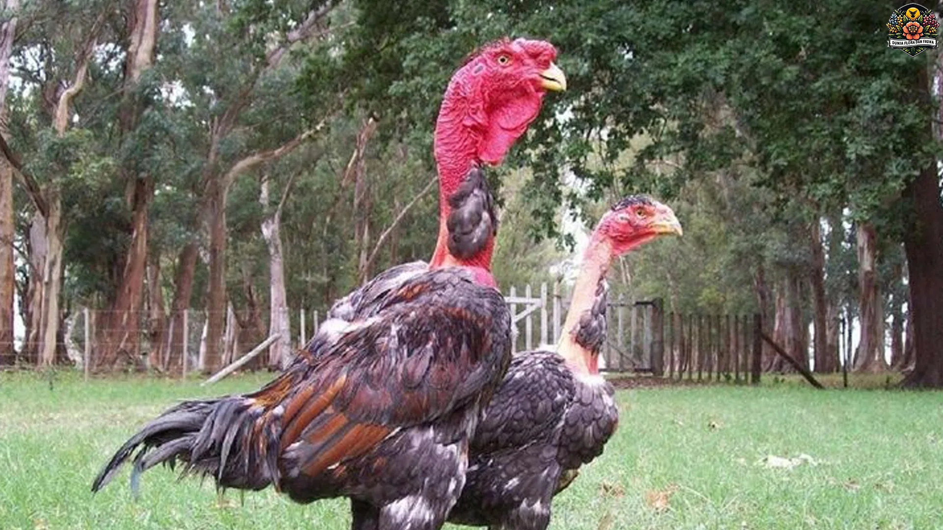 Ayam Ga Noi: 5 Hal Baru yang Menjadikan Jenis Ayam Ini Istimewa 3 Ayam Ga Noi: 5 Hal Baru yang Menjadikan Jenis Ayam Ini Istimewa
